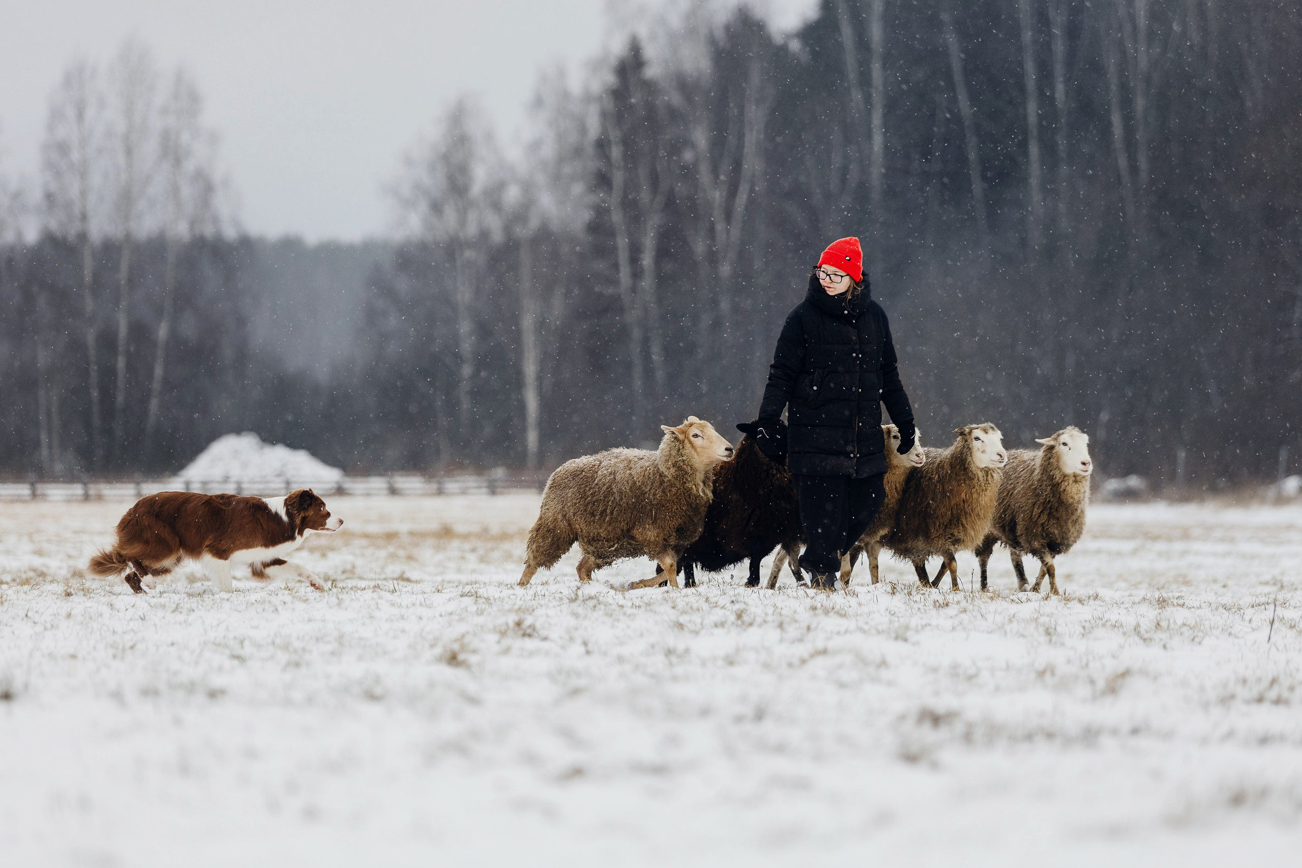 Пастьба. Фотограф Кузина Вера