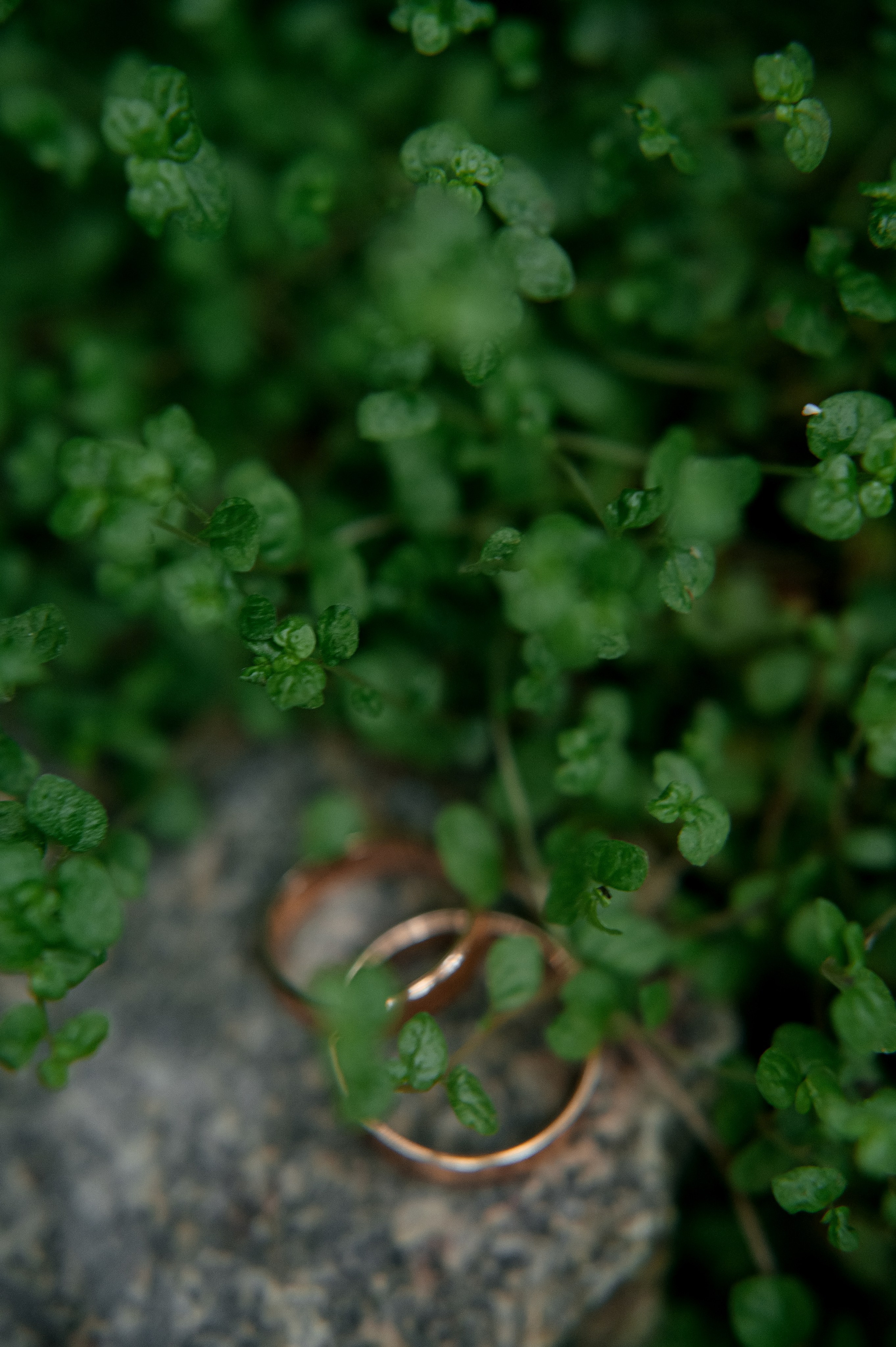 Старая Фондовая оранжерея и КСК «Звёздный». Свадебный и семейный фотограф Виктория Носачёва. Щелково, Москва и МО