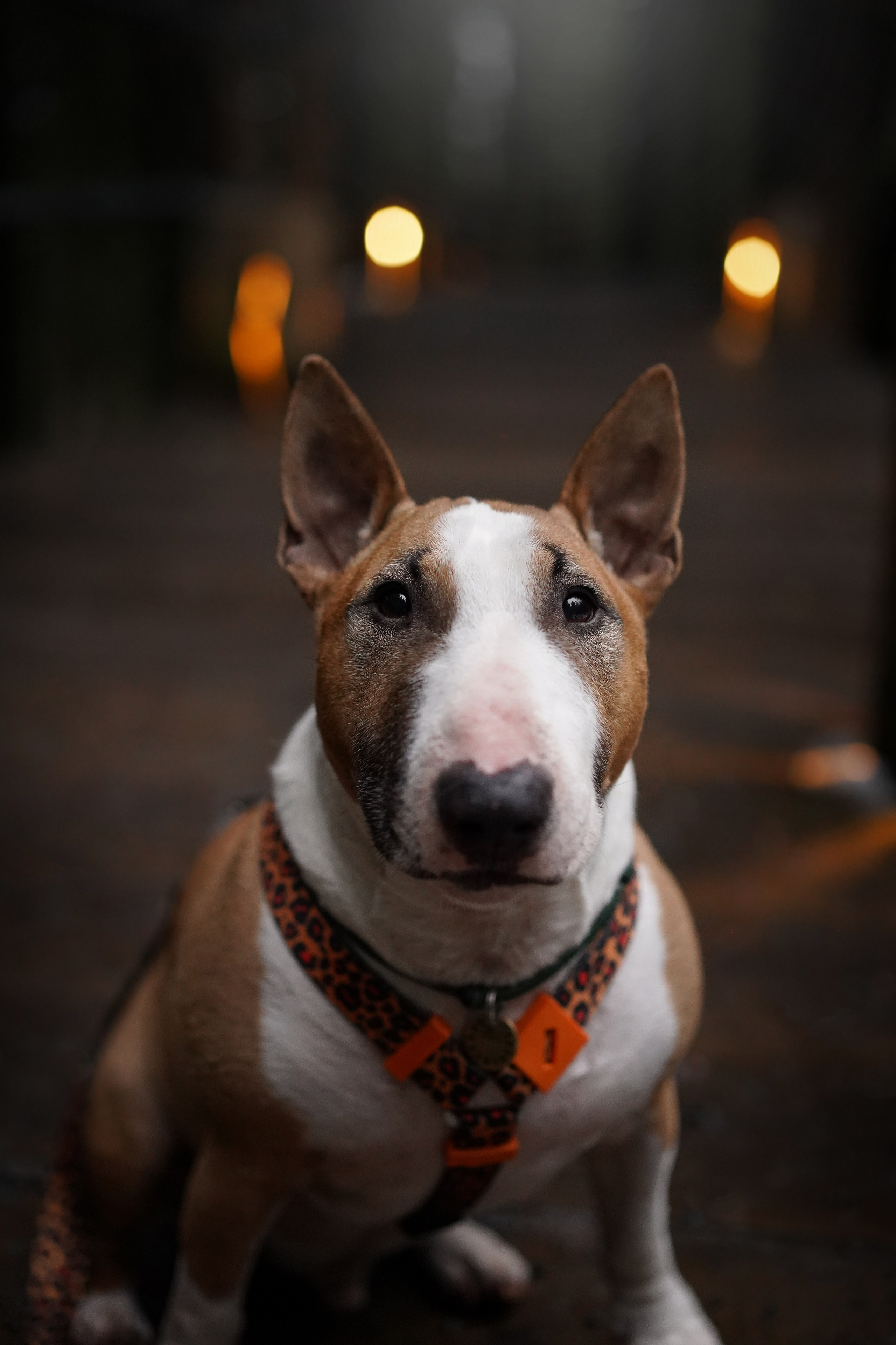 Юни на горе Паасо. Фотограф-анималист в Санкт-Петербурге Яна Мартынова