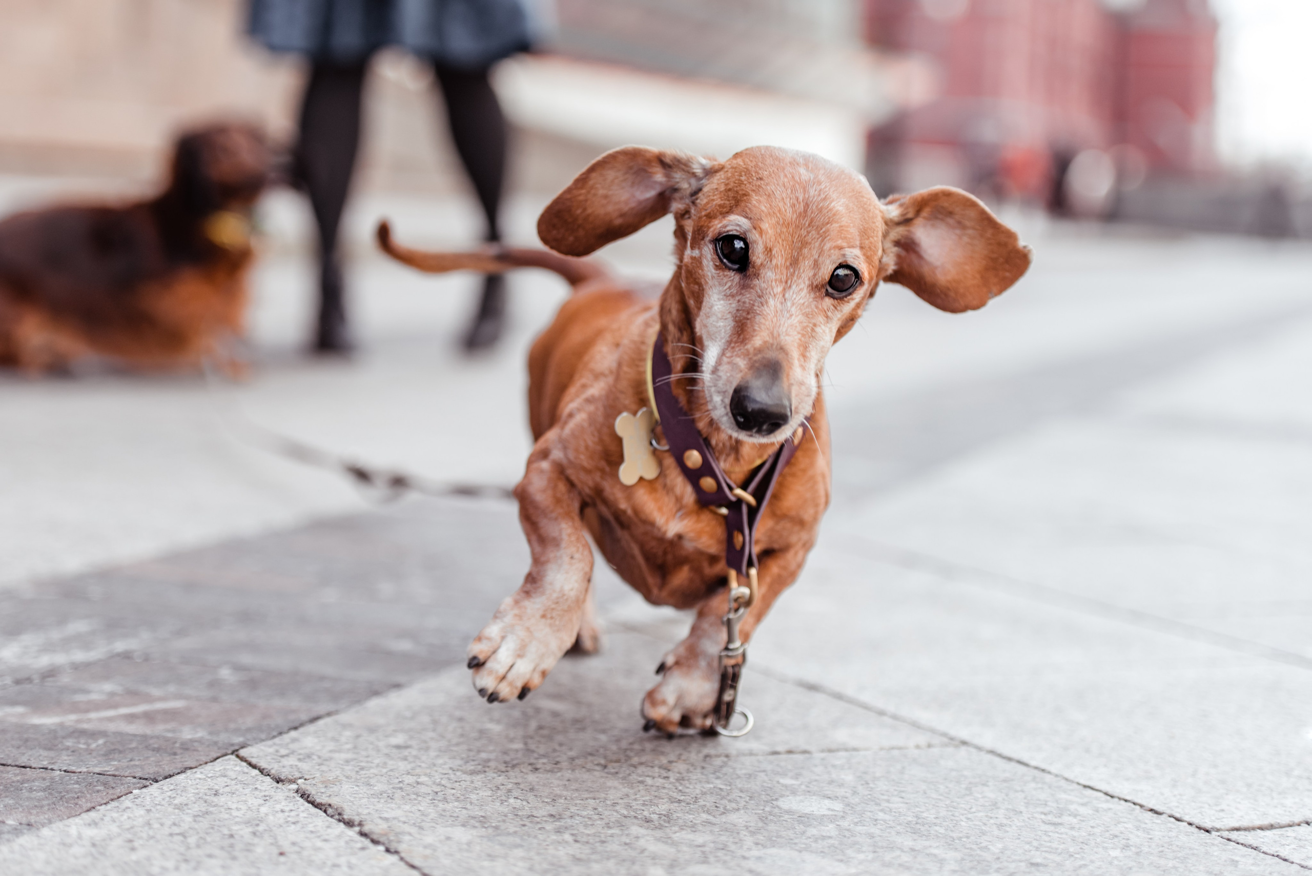 Таксы на Красной площади. Семейный Фотограф в Москве Ирина Хохлова