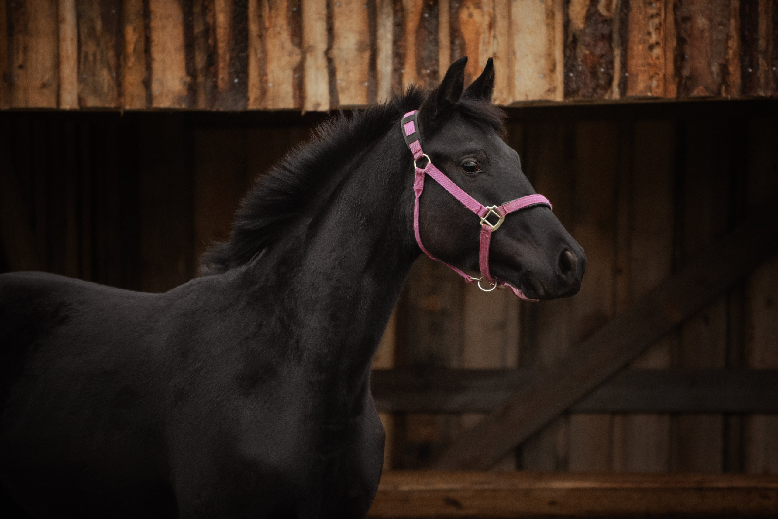 Мелкаши ЮНА. Куракина Дарья • Конный фотограф