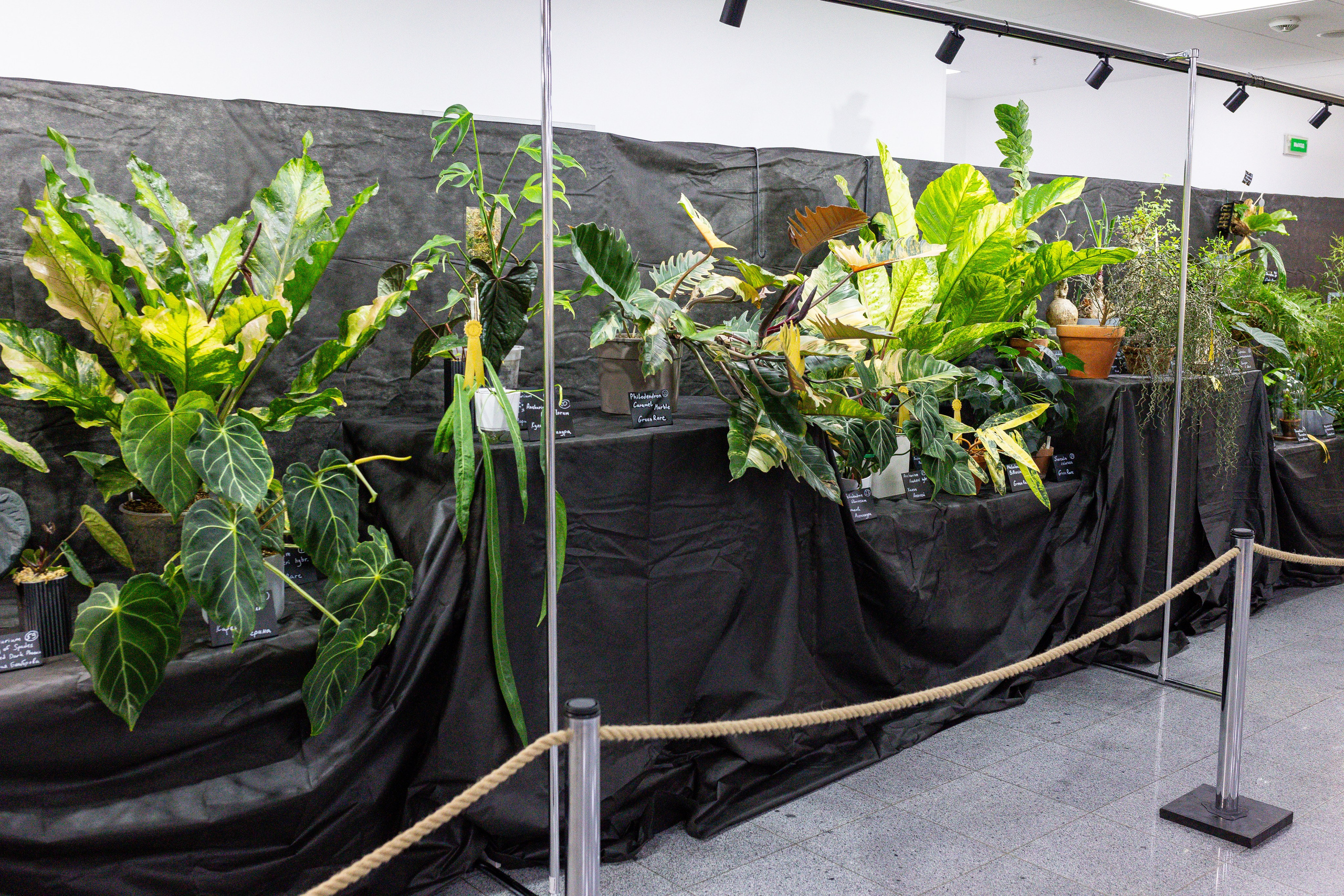 Монстериум апрель 2025. Александра Куликова фотограф, Москва