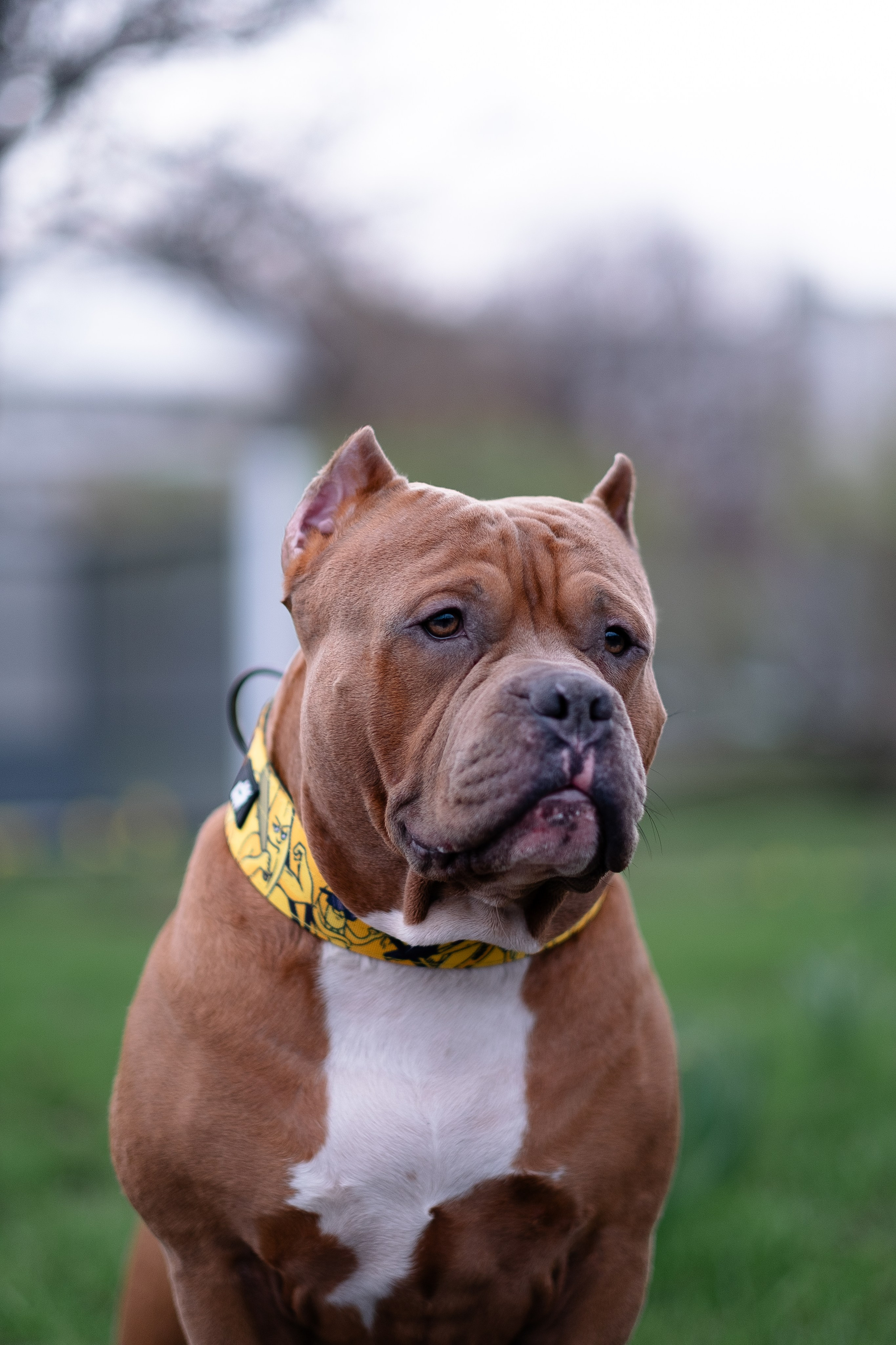 Спай и его семья. Фотограф и видеограф анималист Аганина Дарья