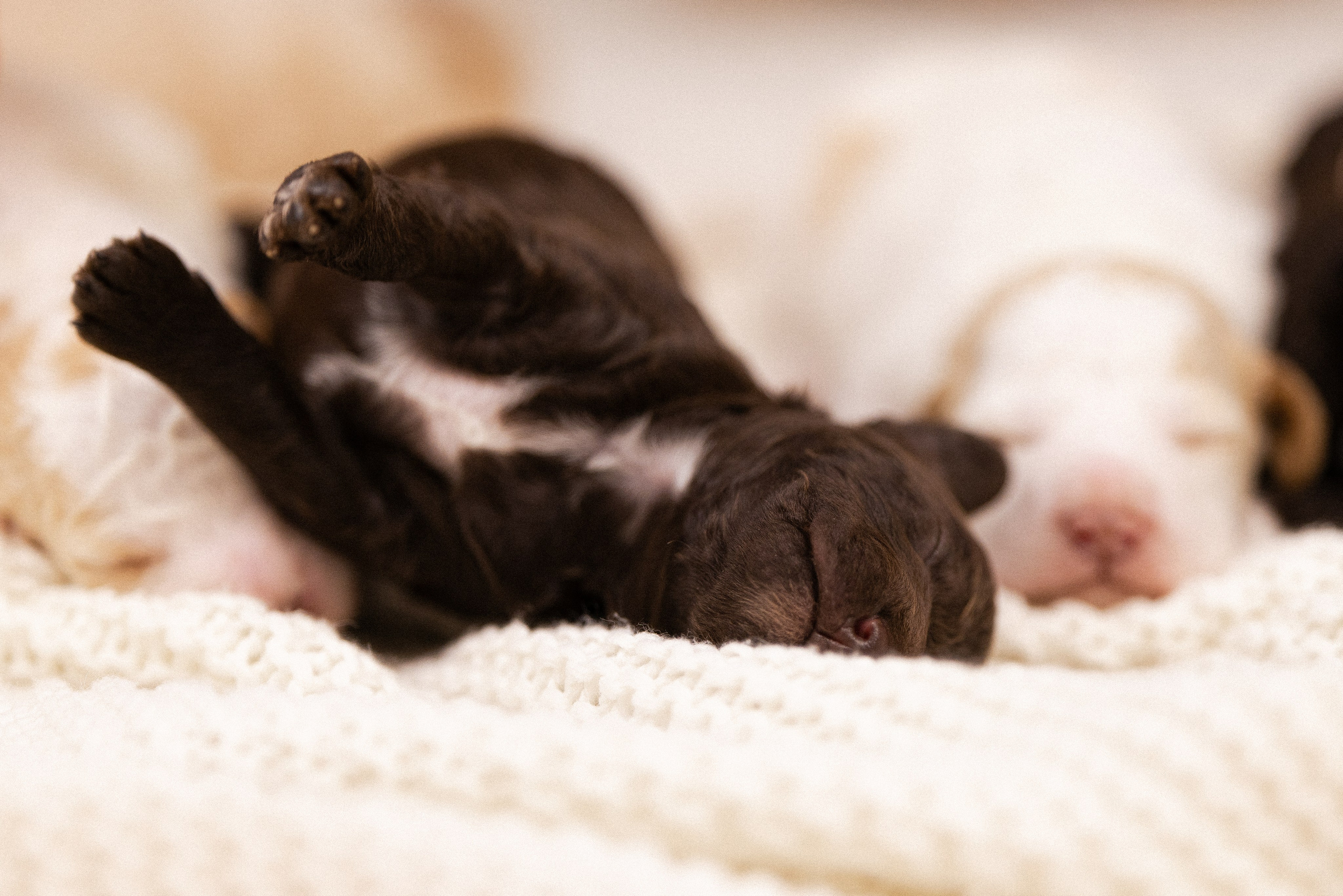 Лаготто Романьоло. Фотограф и видеограф анималист Аганина Дарья