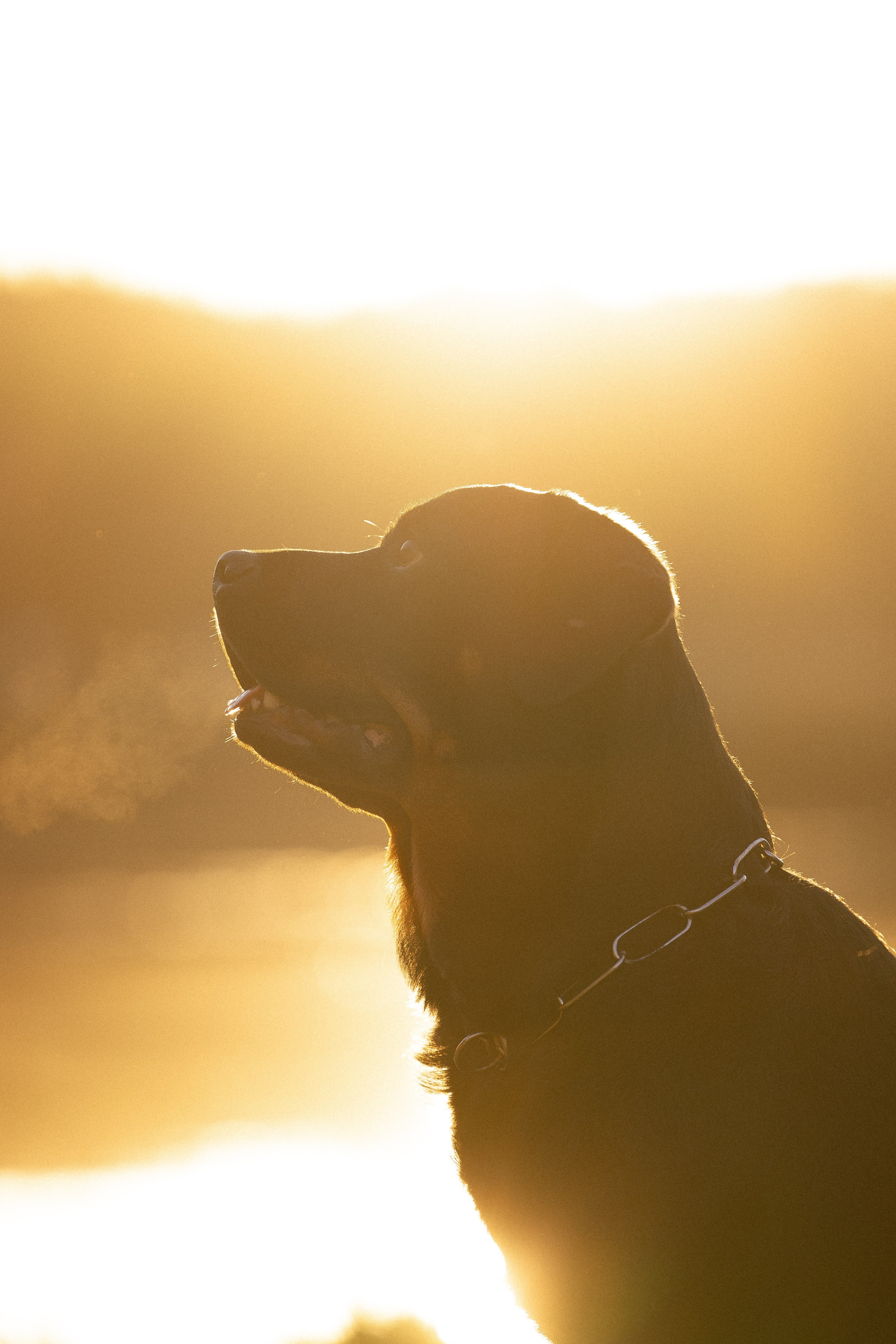 Катя, Леша, Лея и Трой. Фотограф и видеограф анималист Аганина Дарья