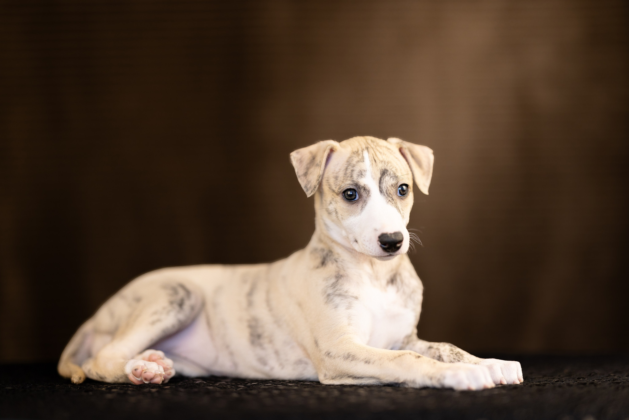 Уиппет. Фотограф и видеограф анималист Аганина Дарья