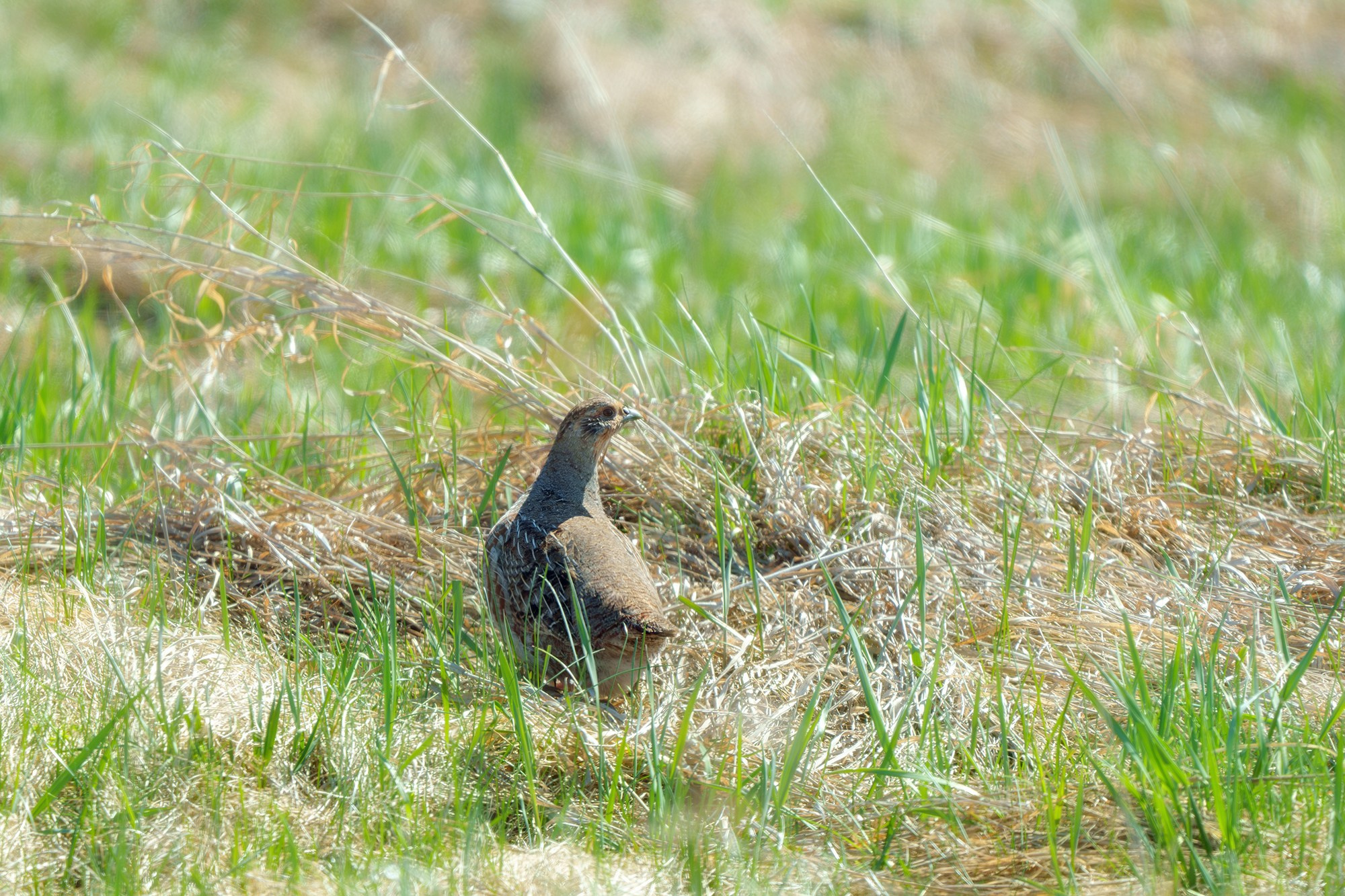 Удивительные мир птиц. Вокруг нас столько прекрасного — присмотритесь!. Ваш личный фотограф Марина Волкова