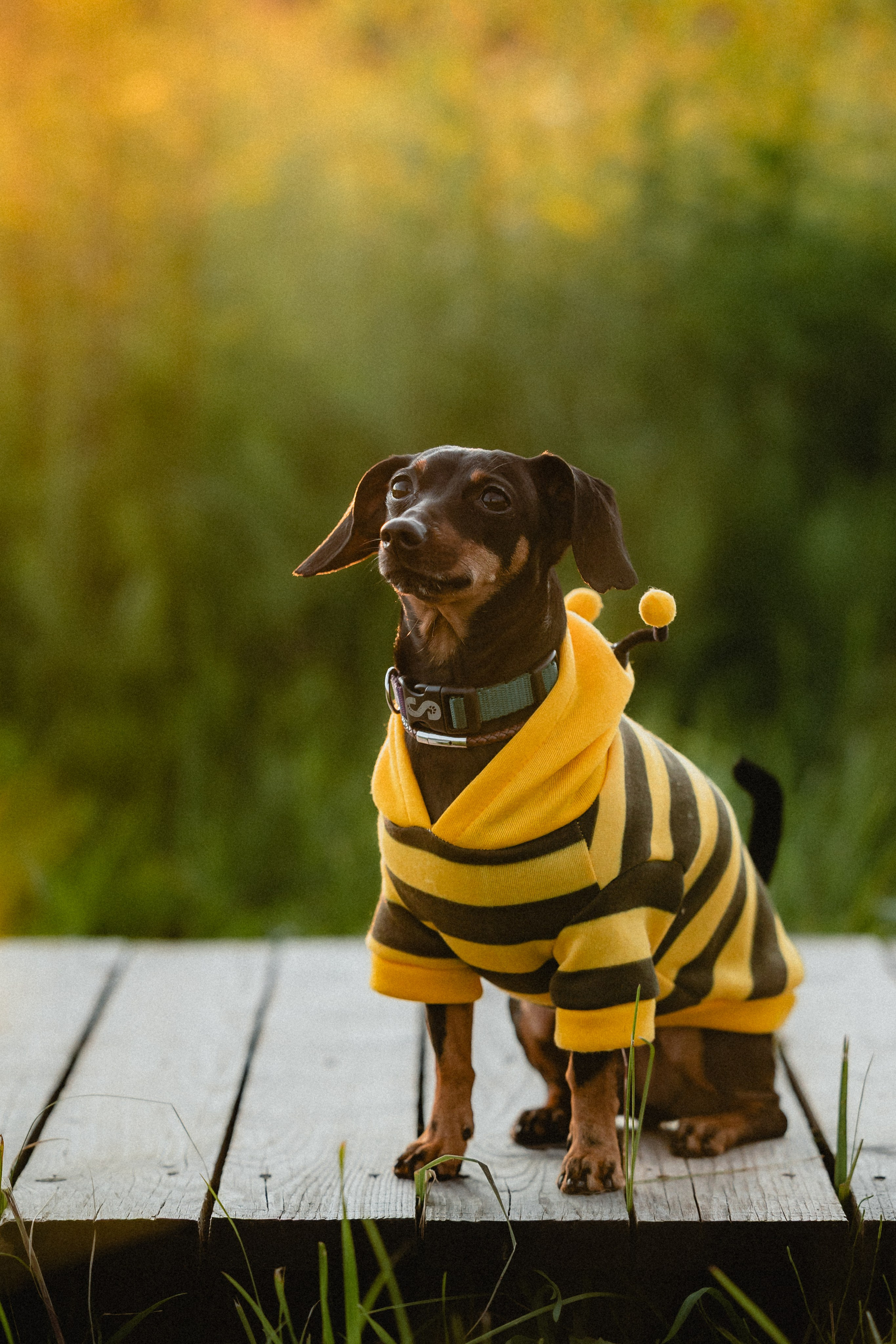 Выездной дог-тренинг от школы «Шерсть имею»