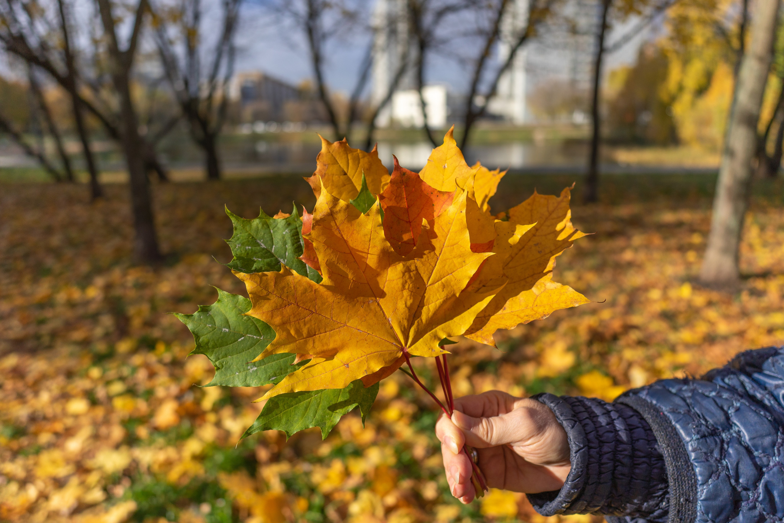 Осень, autumn, парк, деревья, лист, красный, желтый, зеленый. Авторские фотографии Чугунова Николая