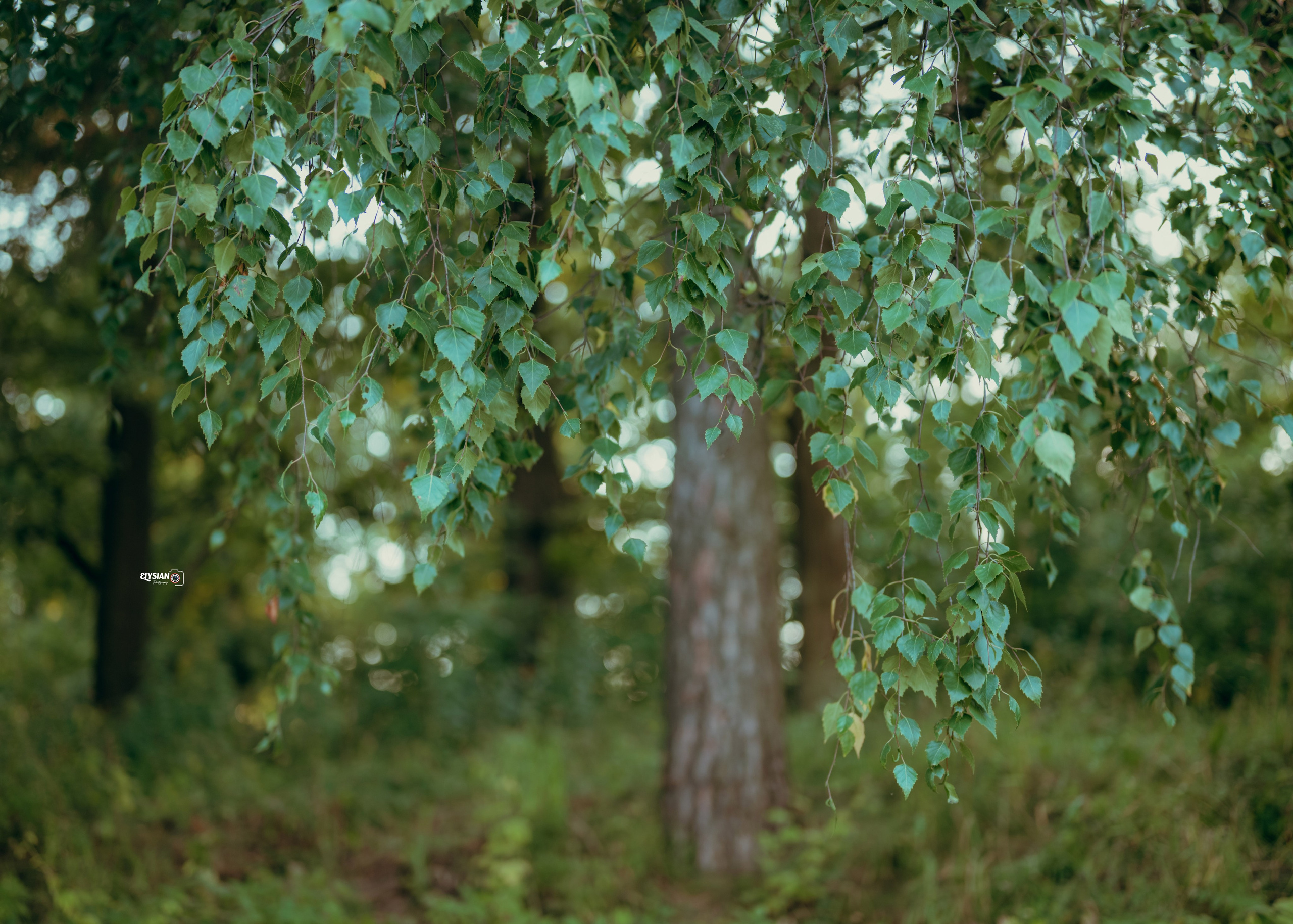 Nature. Hi, I’m Dairo James of  The Elysian Photography! I capture genuine moments across weddings, events, and portraits in Moscow