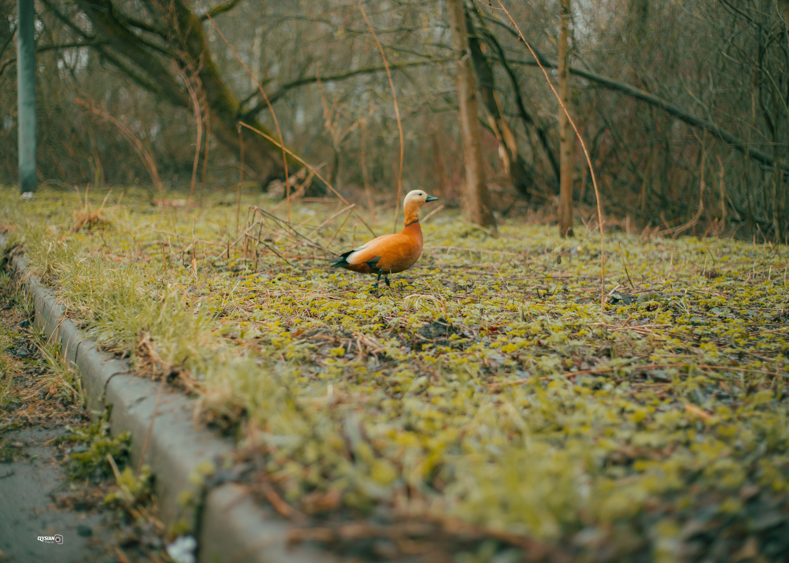 Nature. Hi, I’m Dairo James of  The Elysian Photography! I capture genuine moments across weddings, events, and portraits in Moscow