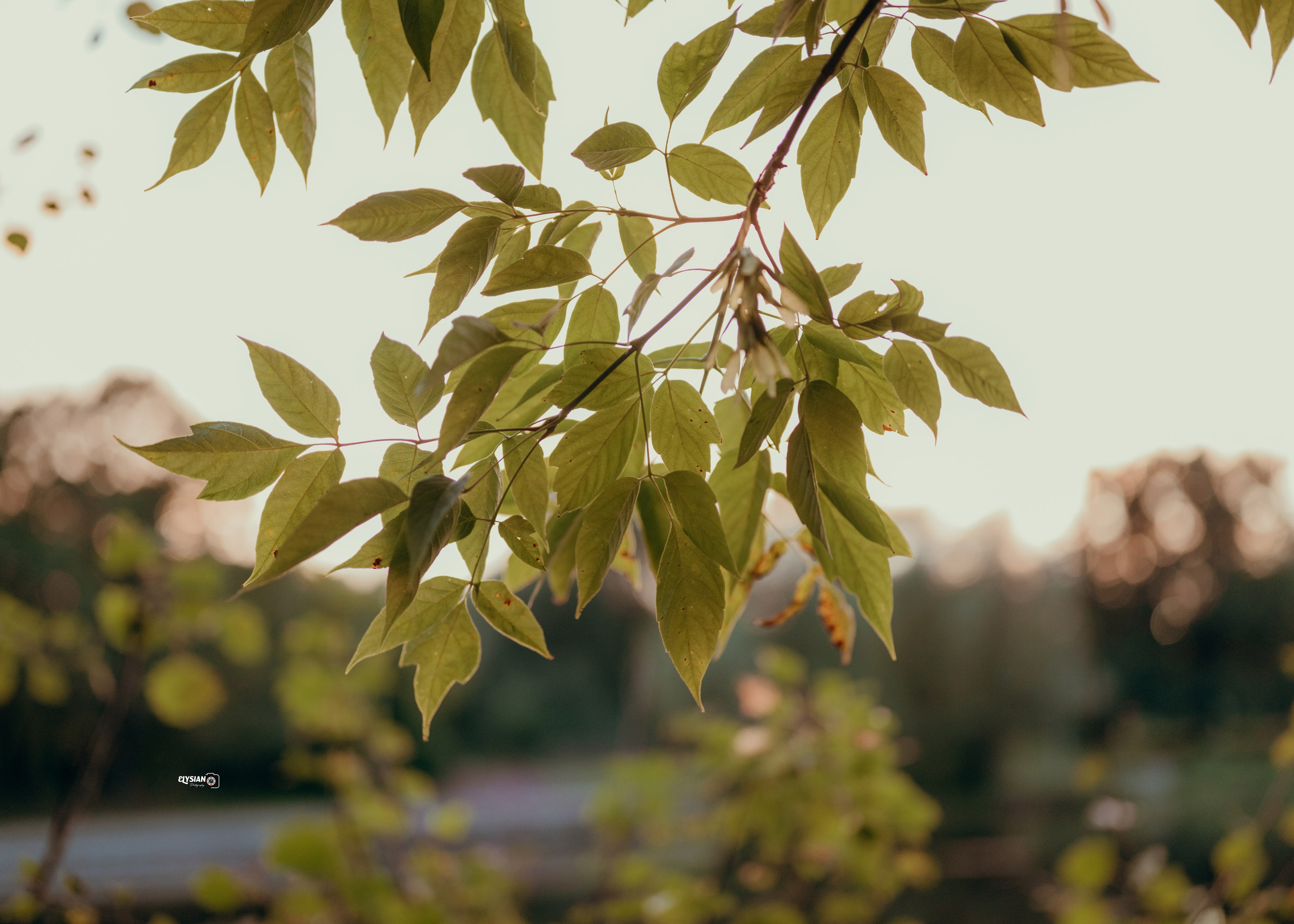 Nature. Hi, I’m Dairo James of  The Elysian Photography! I capture genuine moments across weddings, events, and portraits in Moscow