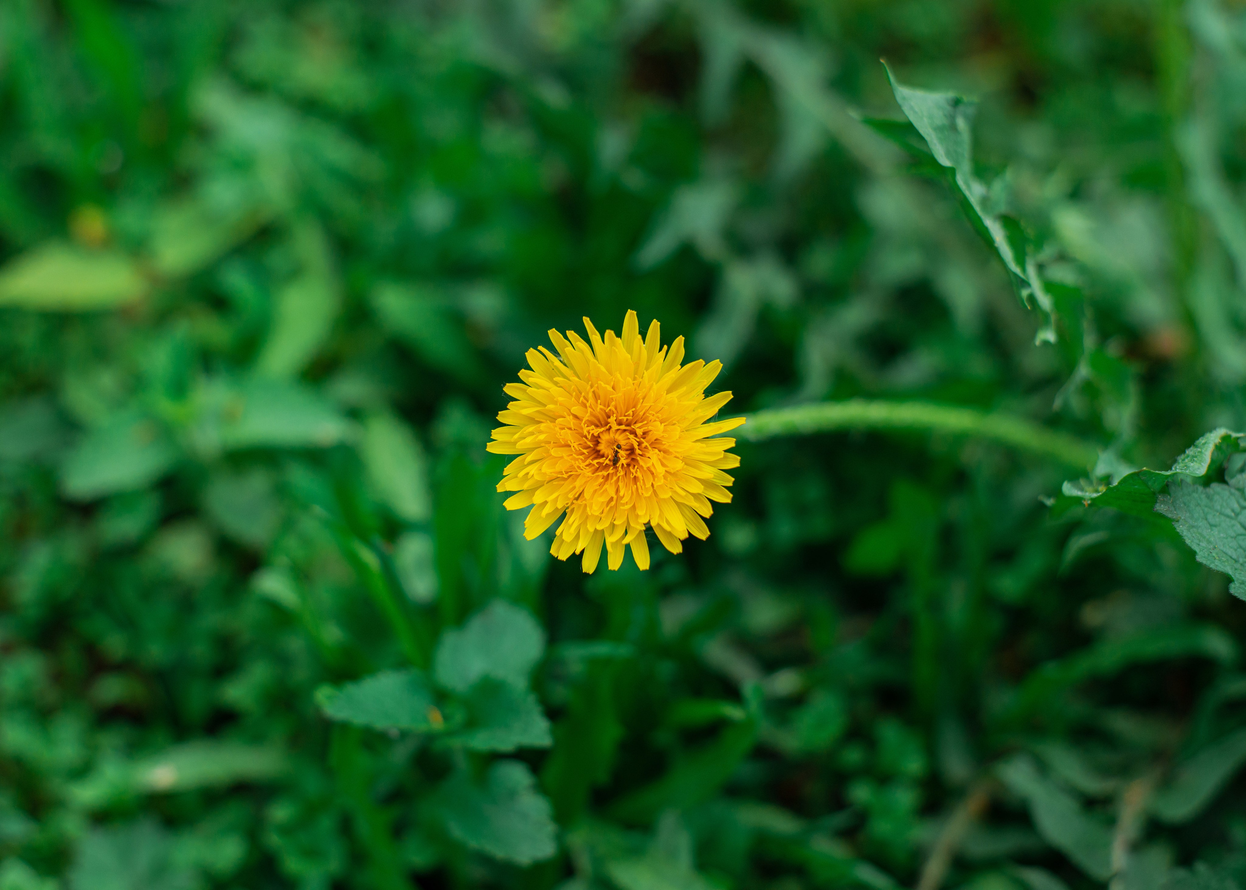 Nature. Hi, I’m Dairo James of  The Elysian Photography! I capture genuine moments across weddings, events, and portraits in Moscow
