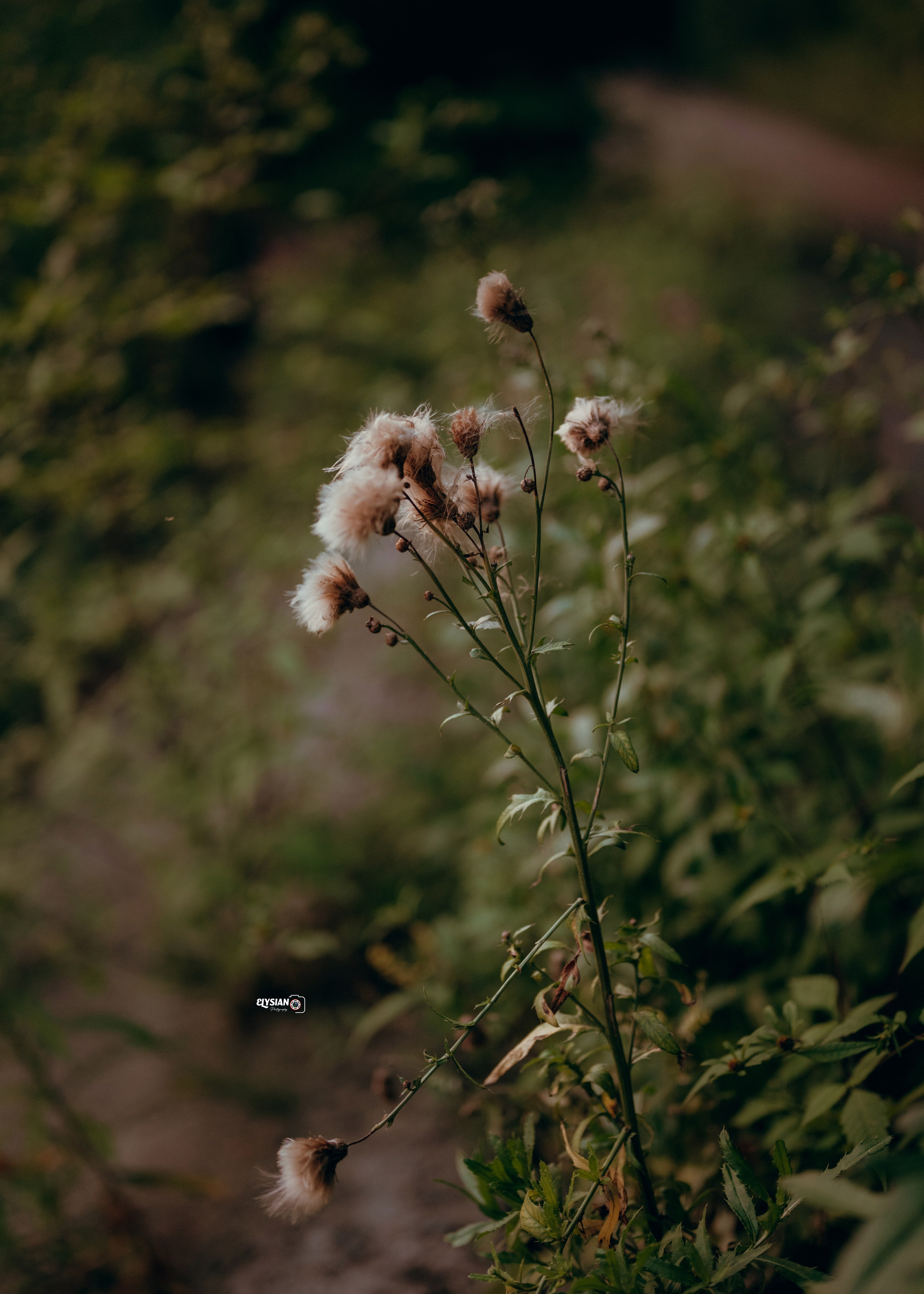 Nature. Hi, I’m Dairo James of  The Elysian Photography! I capture genuine moments across weddings, events, and portraits in Moscow