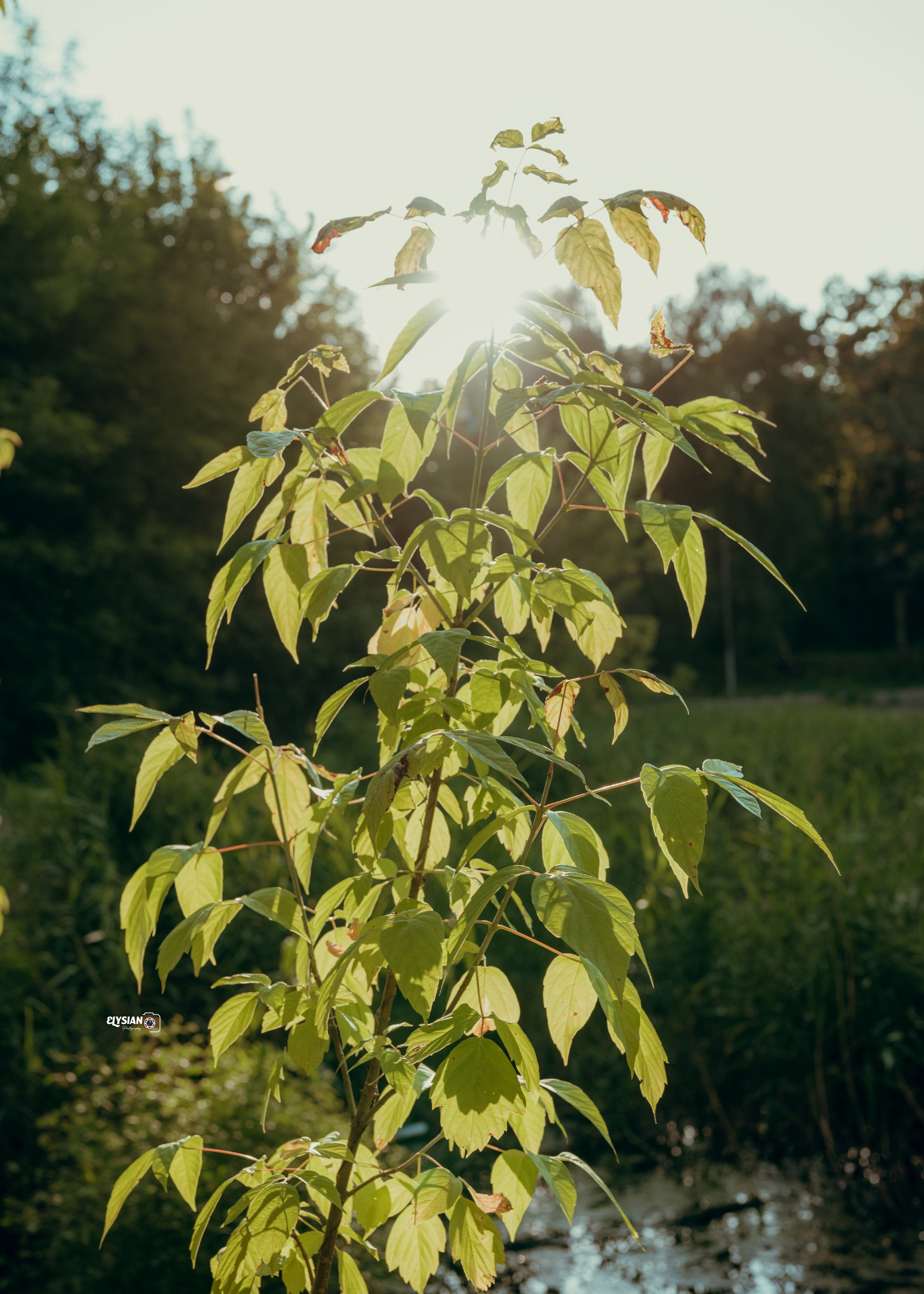 Nature. Hi, I’m Dairo James of  The Elysian Photography! I capture genuine moments across weddings, events, and portraits in Moscow