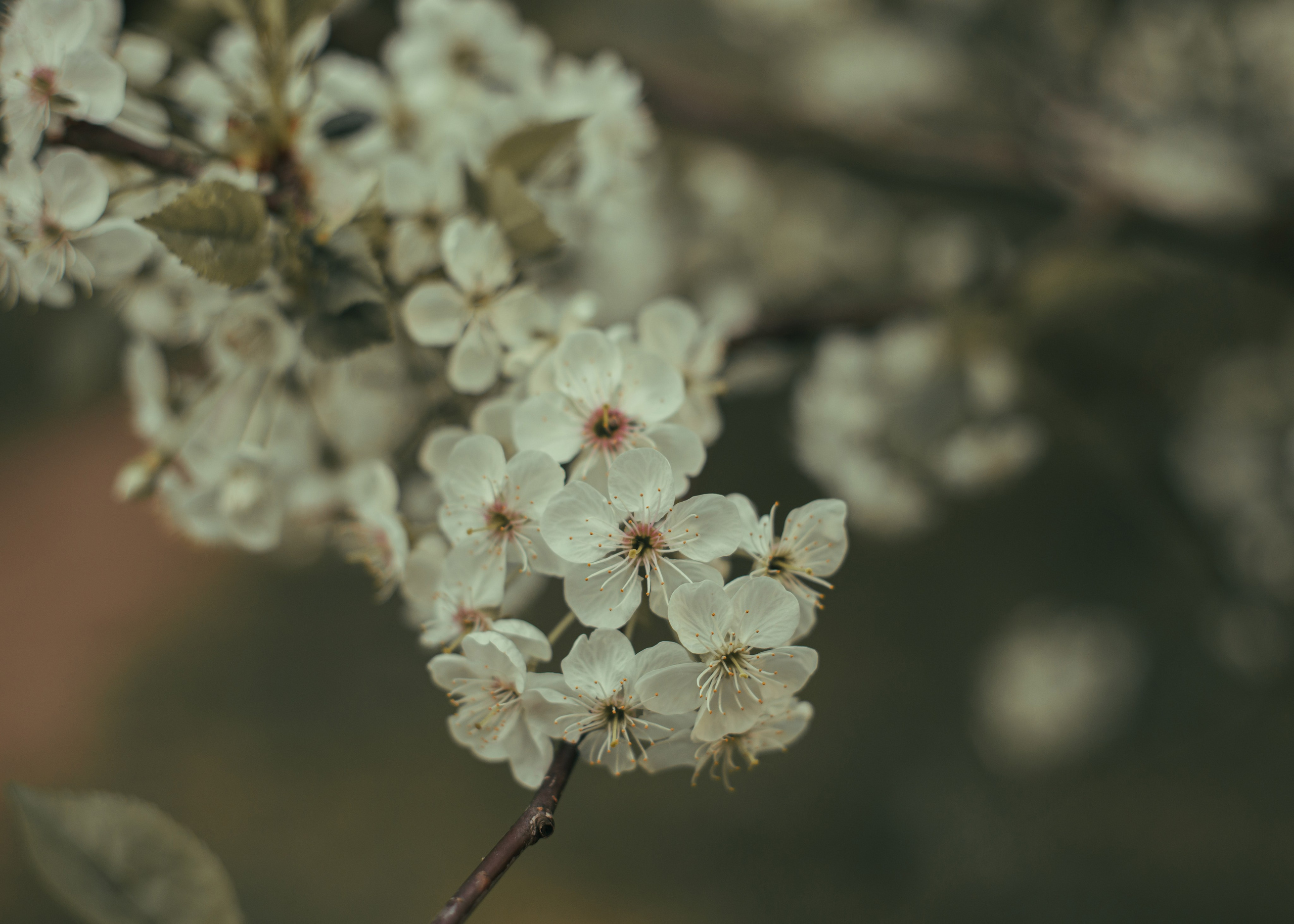 Nature. Hi, I’m Dairo James of  The Elysian Photography! I capture genuine moments across weddings, events, and portraits in Moscow