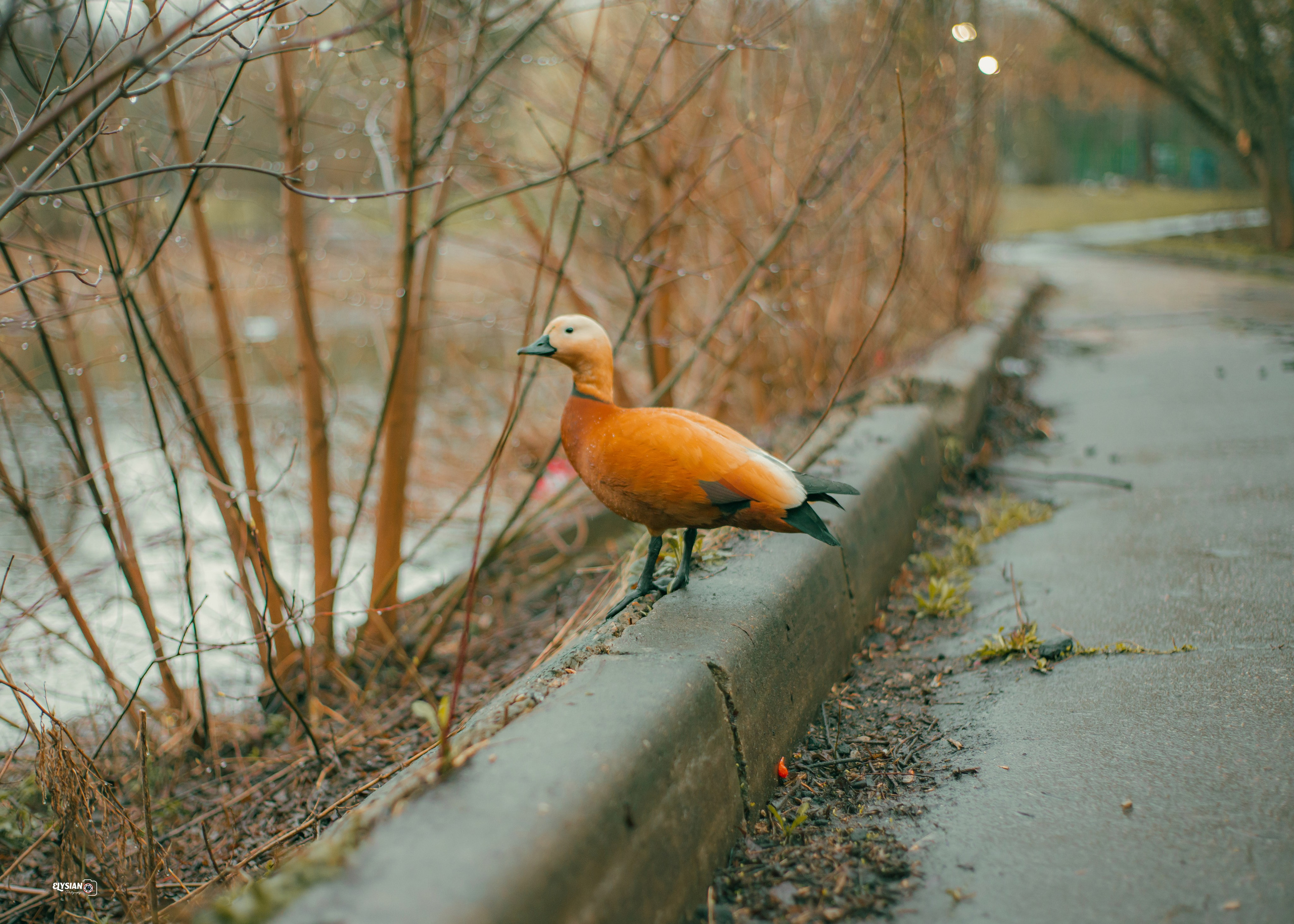 Nature. Hi, I’m Dairo James of  The Elysian Photography! I capture genuine moments across weddings, events, and portraits in Moscow