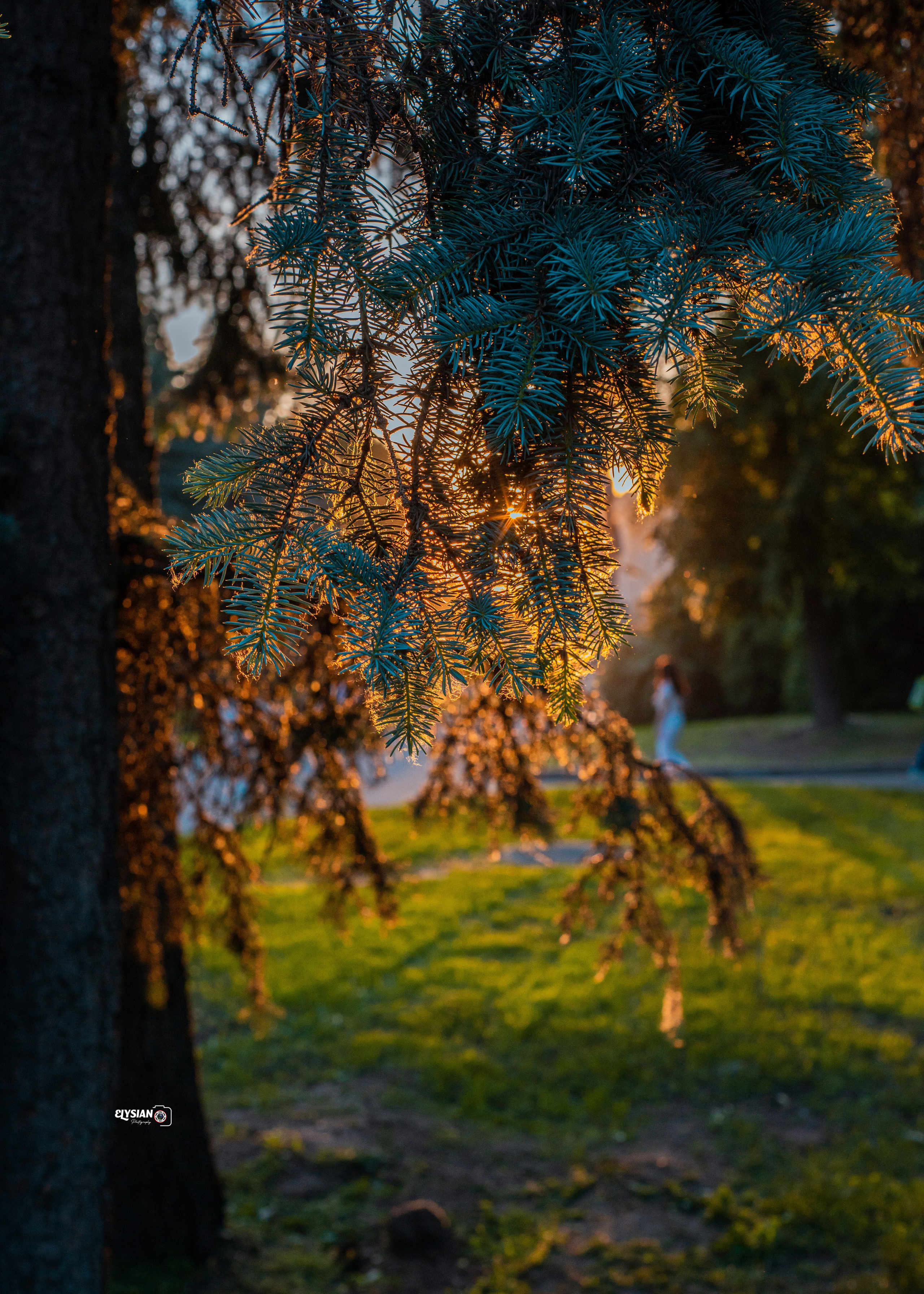 Nature. Hi, I’m Dairo James of  The Elysian Photography! I capture genuine moments across weddings, events, and portraits in Moscow