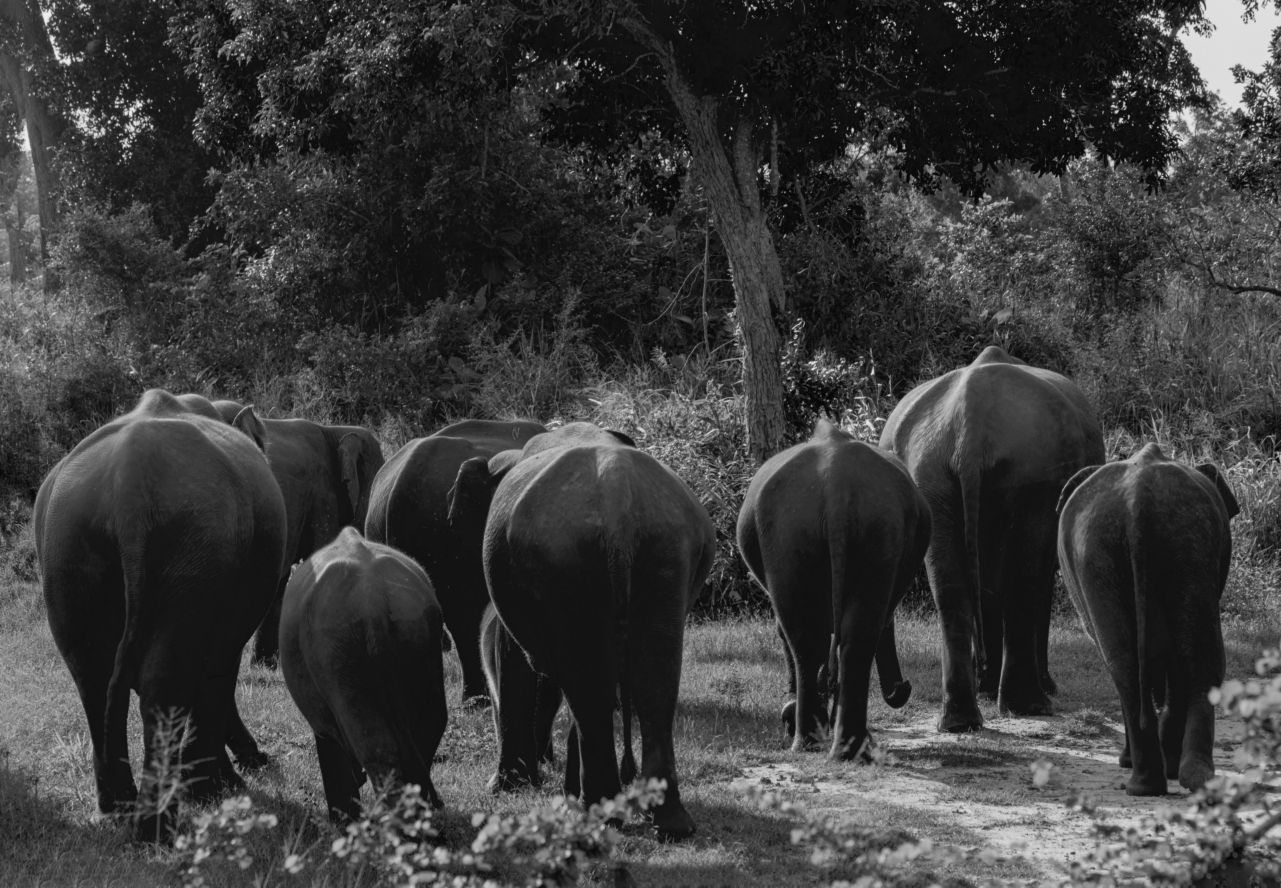 Amazing Ceylon. Art Рhotographer Russia/Moscow