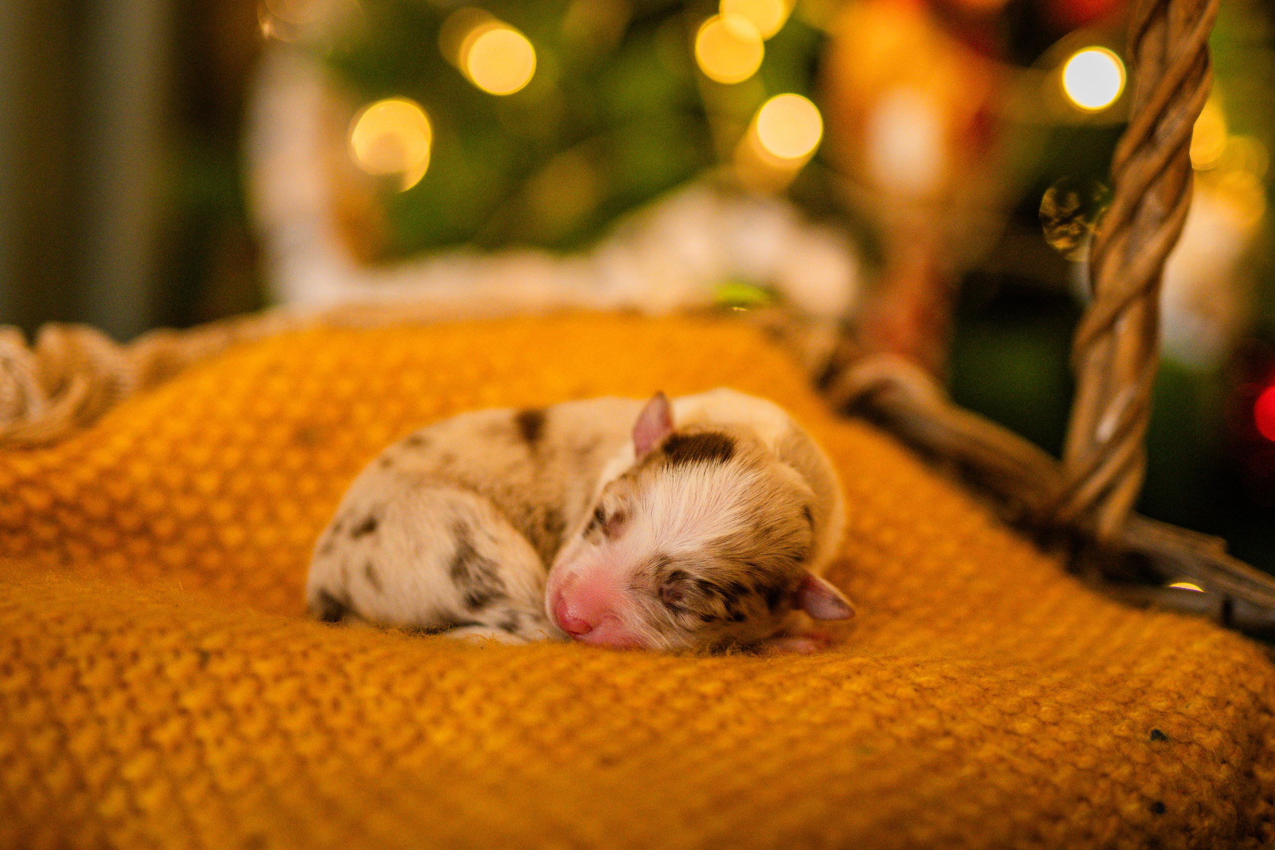 Фритсвит. Семейный фотограф Ефремова Виктория