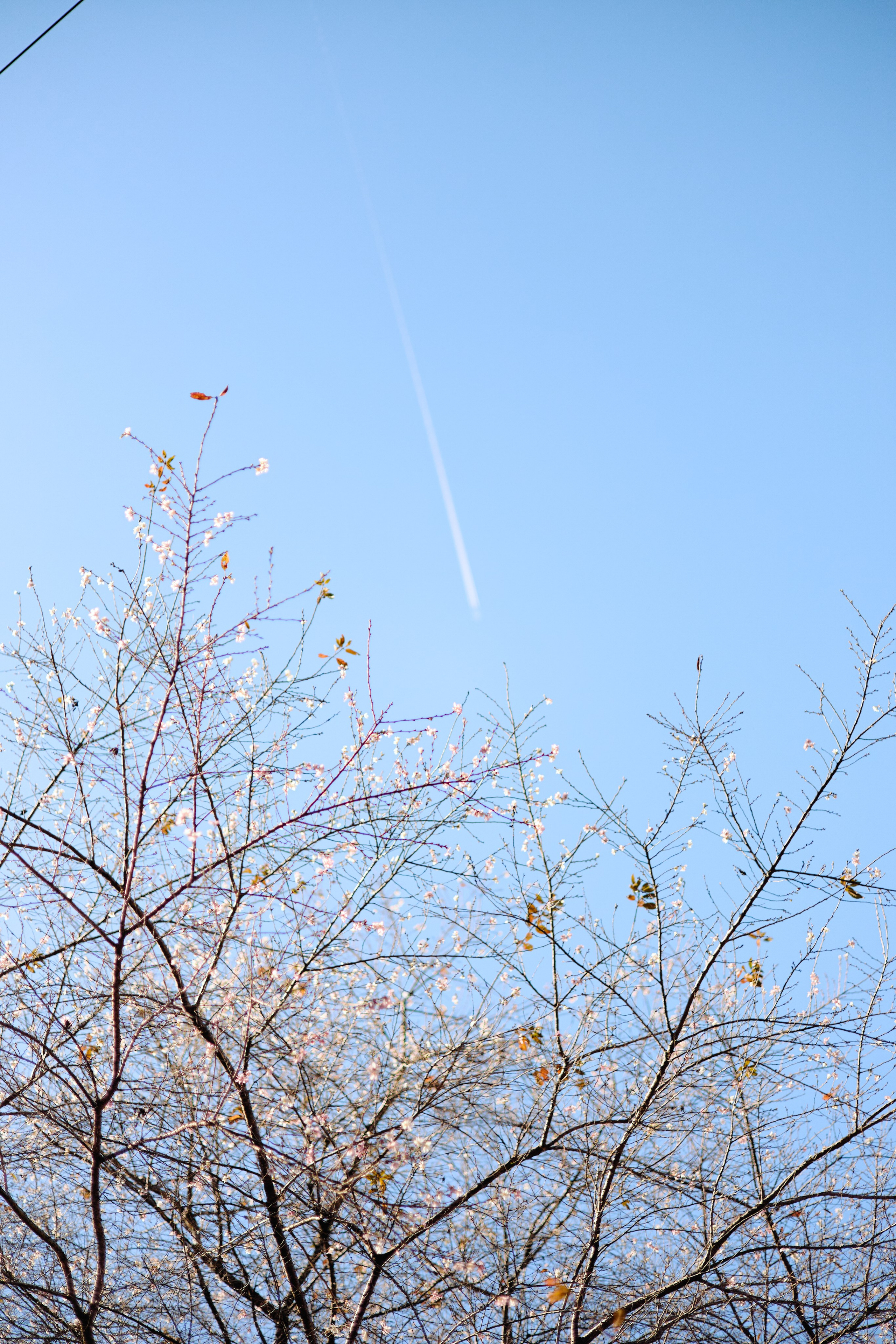 Япония. Профессиональный Фотограф во Владимире, в Москве и в Суздале — Полина Романычева