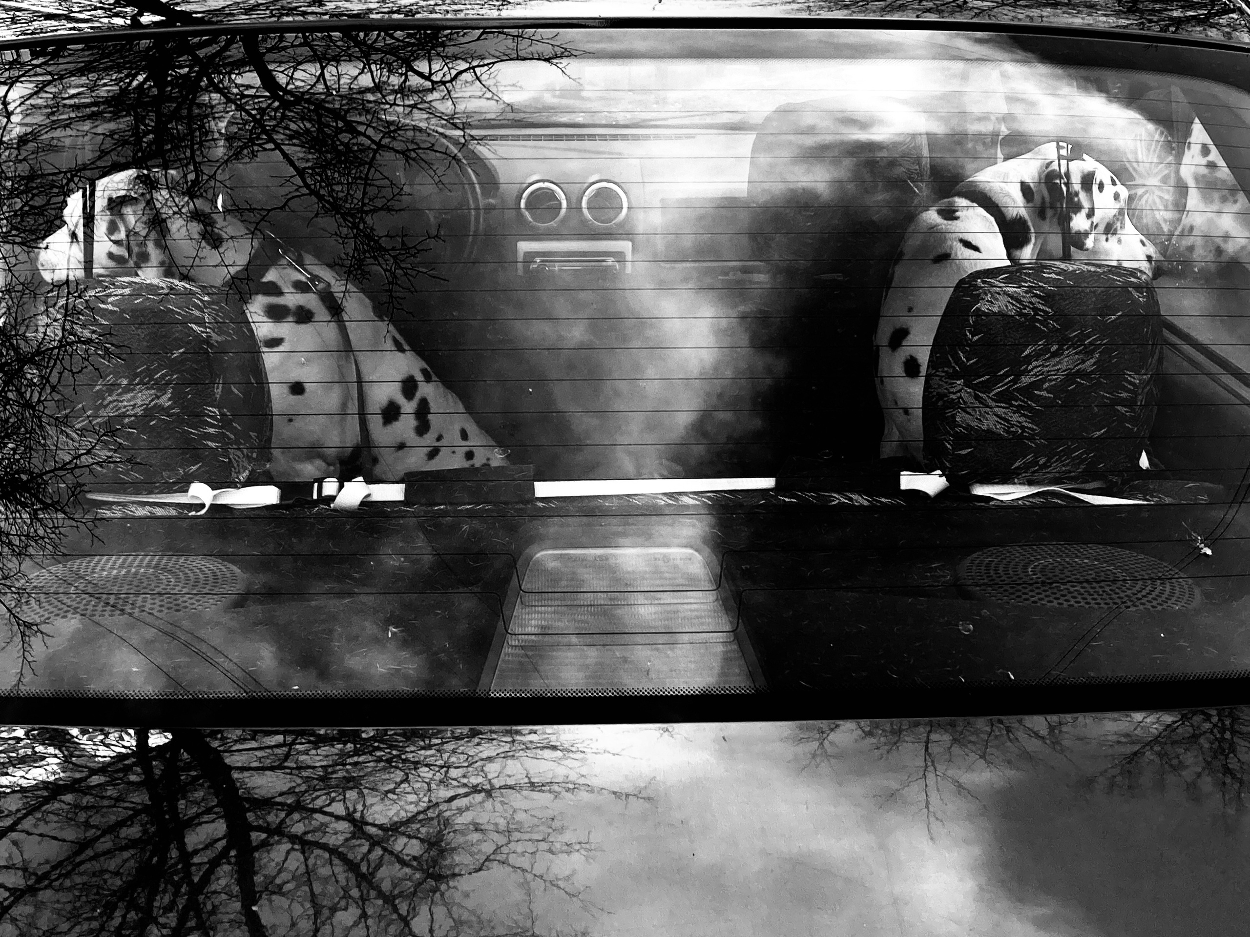 Mos Black & White Cow. Портретный и Репортажный фотограф в Москве