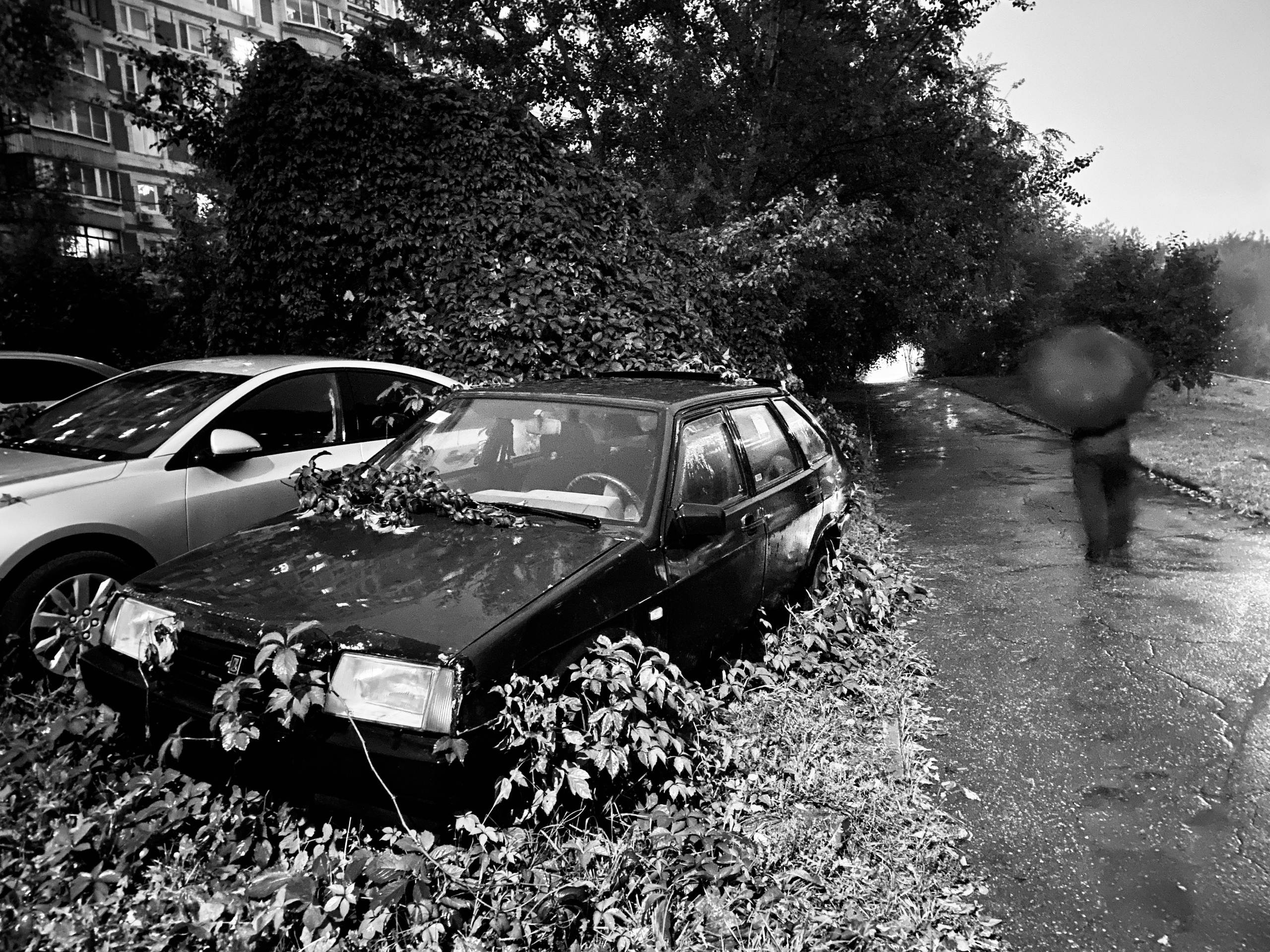 Mos Black & White Cow. Портретный и Репортажный фотограф в Москве