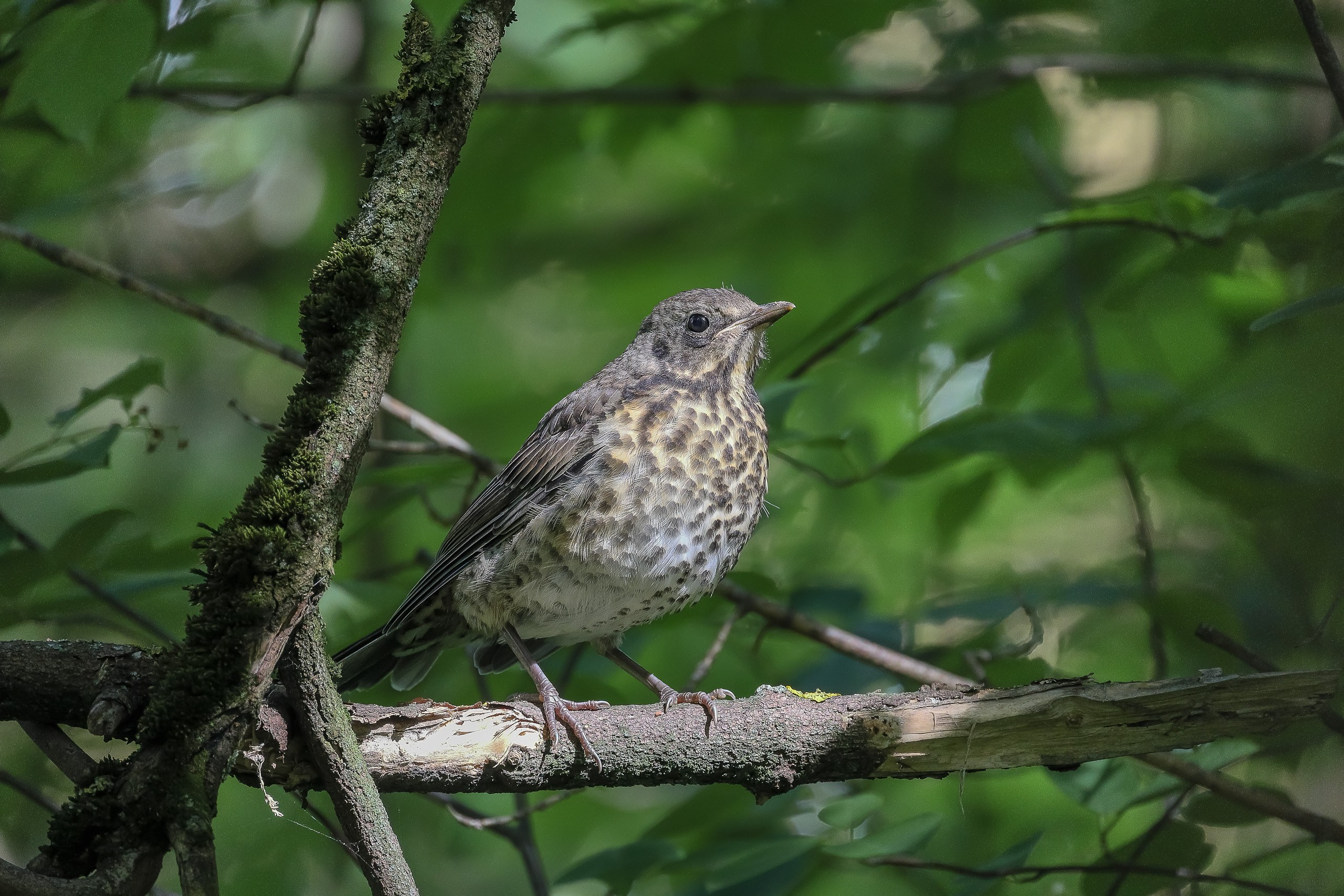 Дрозд рябинник