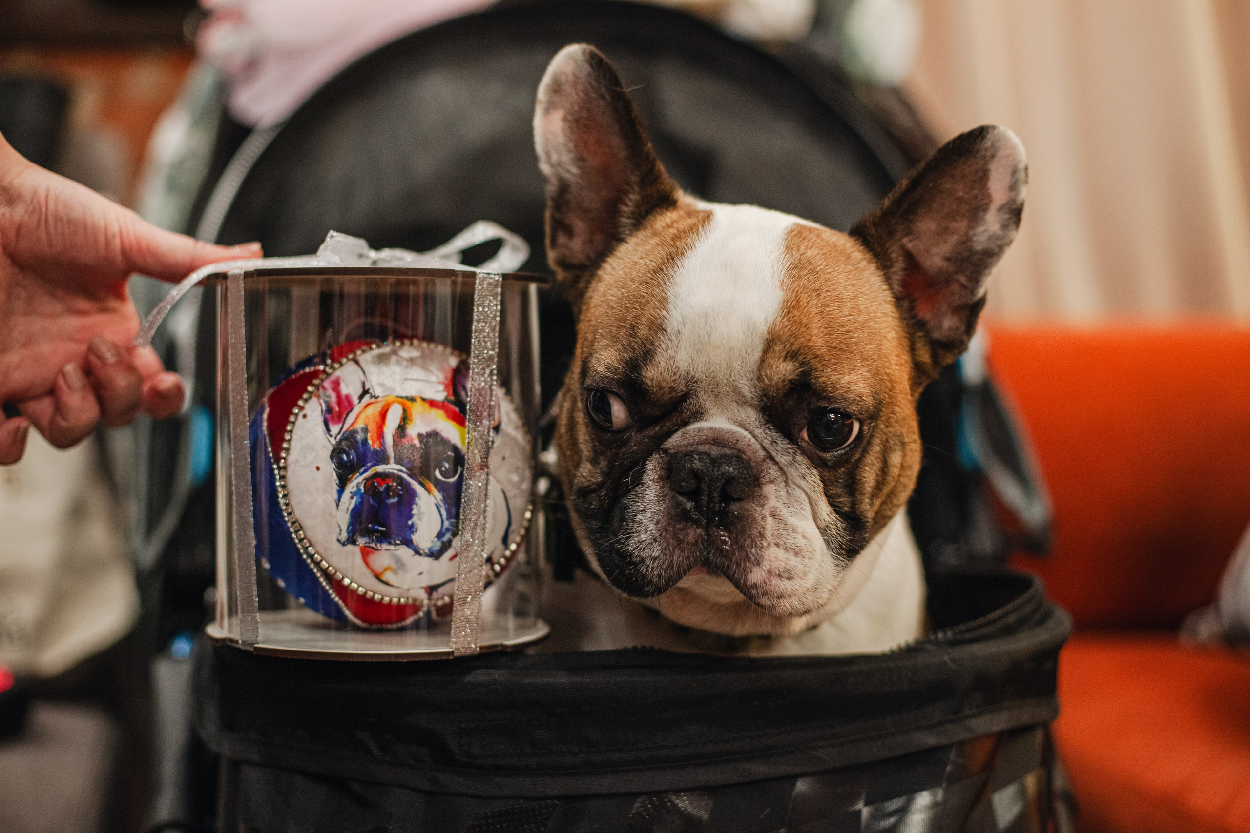 Бульёлка 2024. Фотограф-анималист Татьяна Степанова