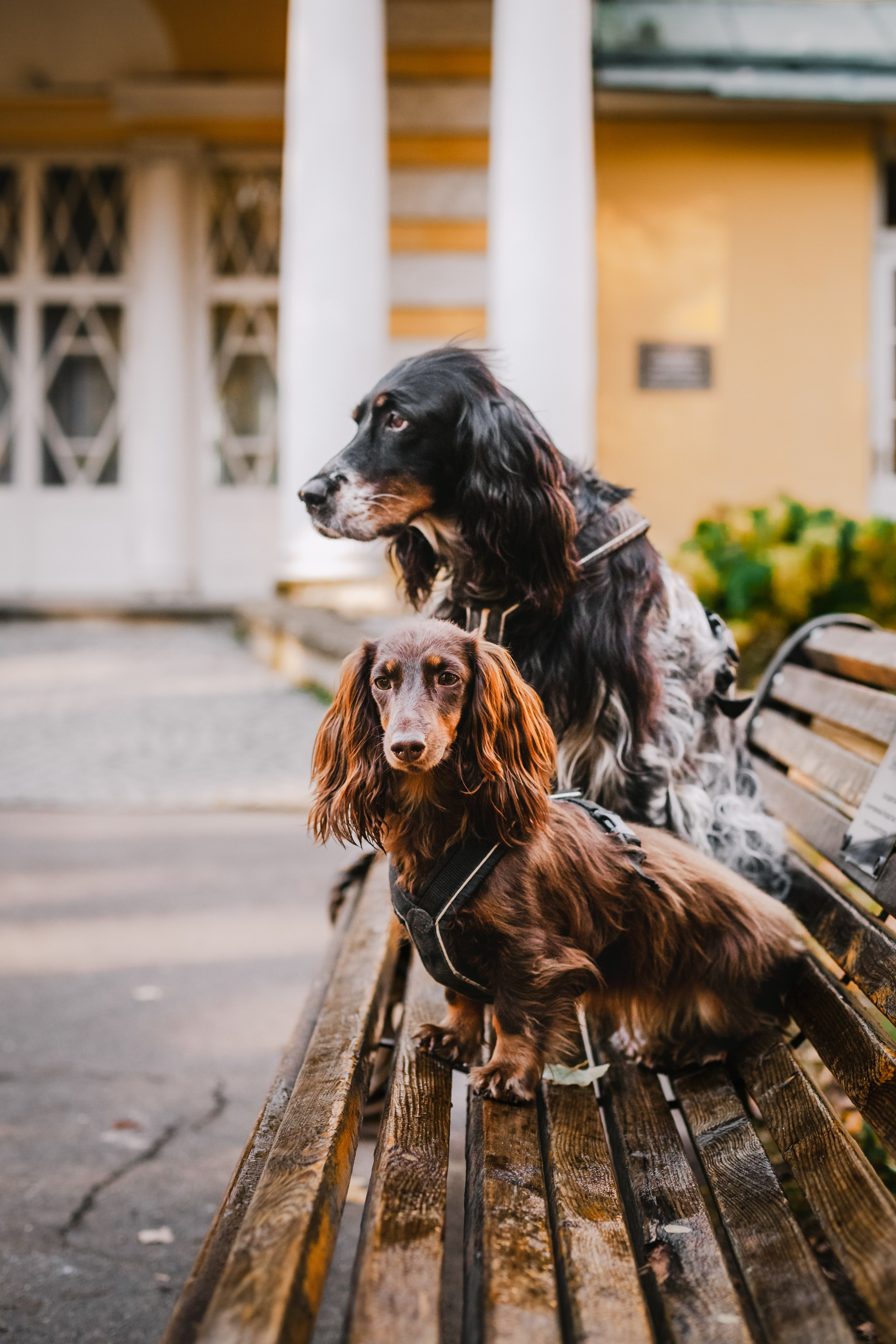 Света, Хайди, Богдана. Фотограф-анималист Татьяна Степанова