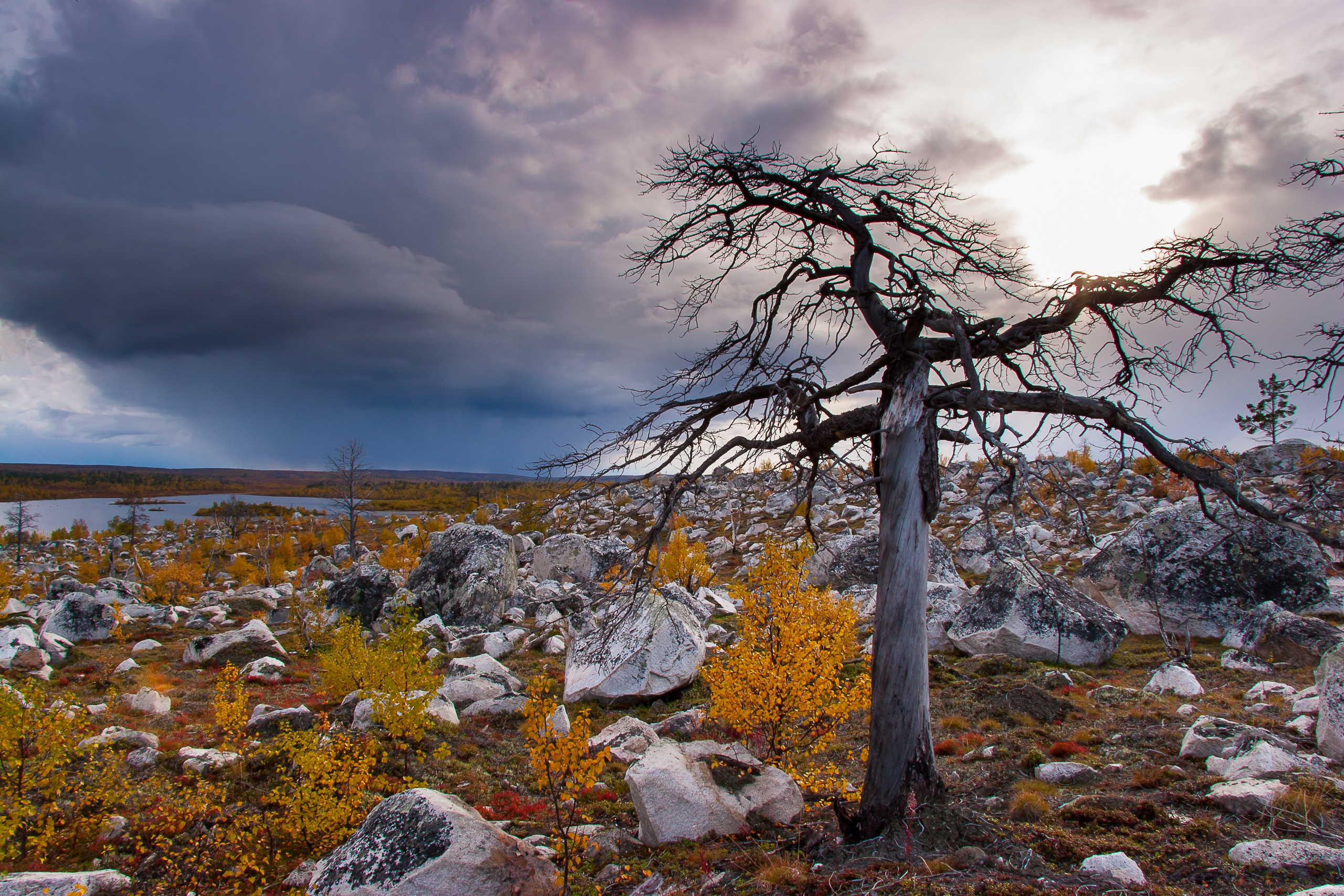 Мир растений. Пейзажи Крайнего Севера. Баренцево море, Рыбачий, Средний, Немецкий