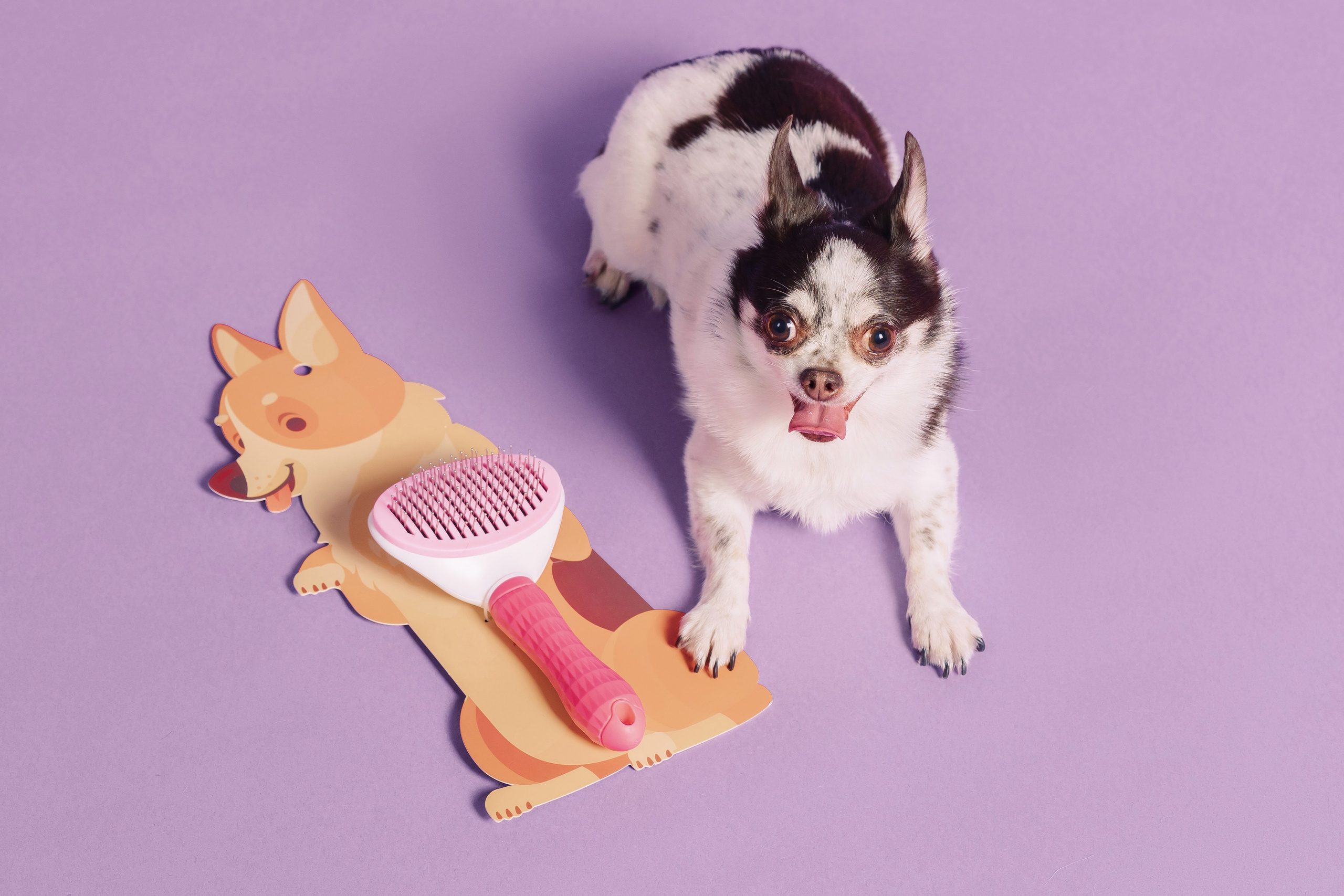 Магазин Friend of mine. Фотограф-анималист Елена Радченко, Москва