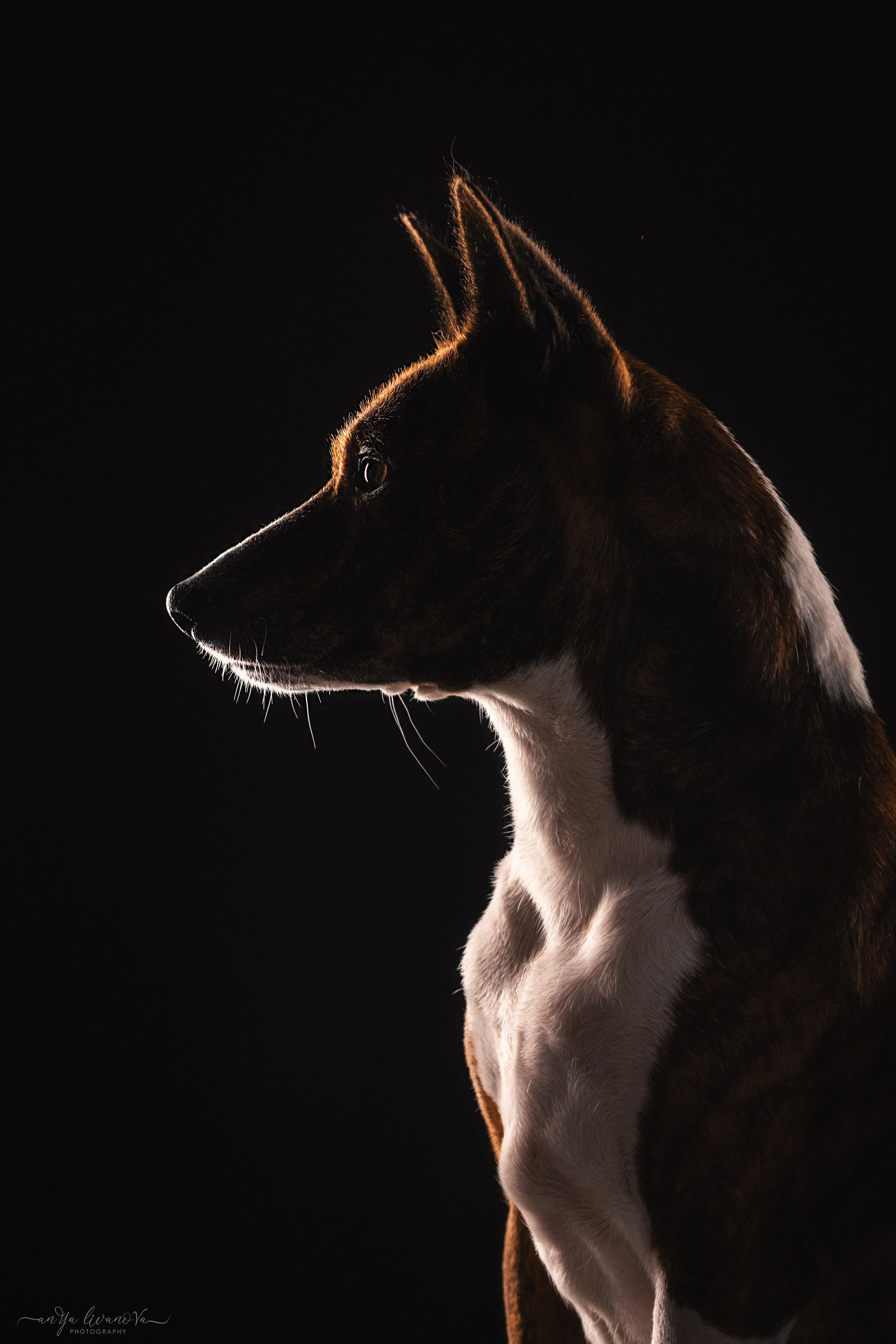 Стёпан. Фотограф анималист Аня Ливанова | Рыбинск