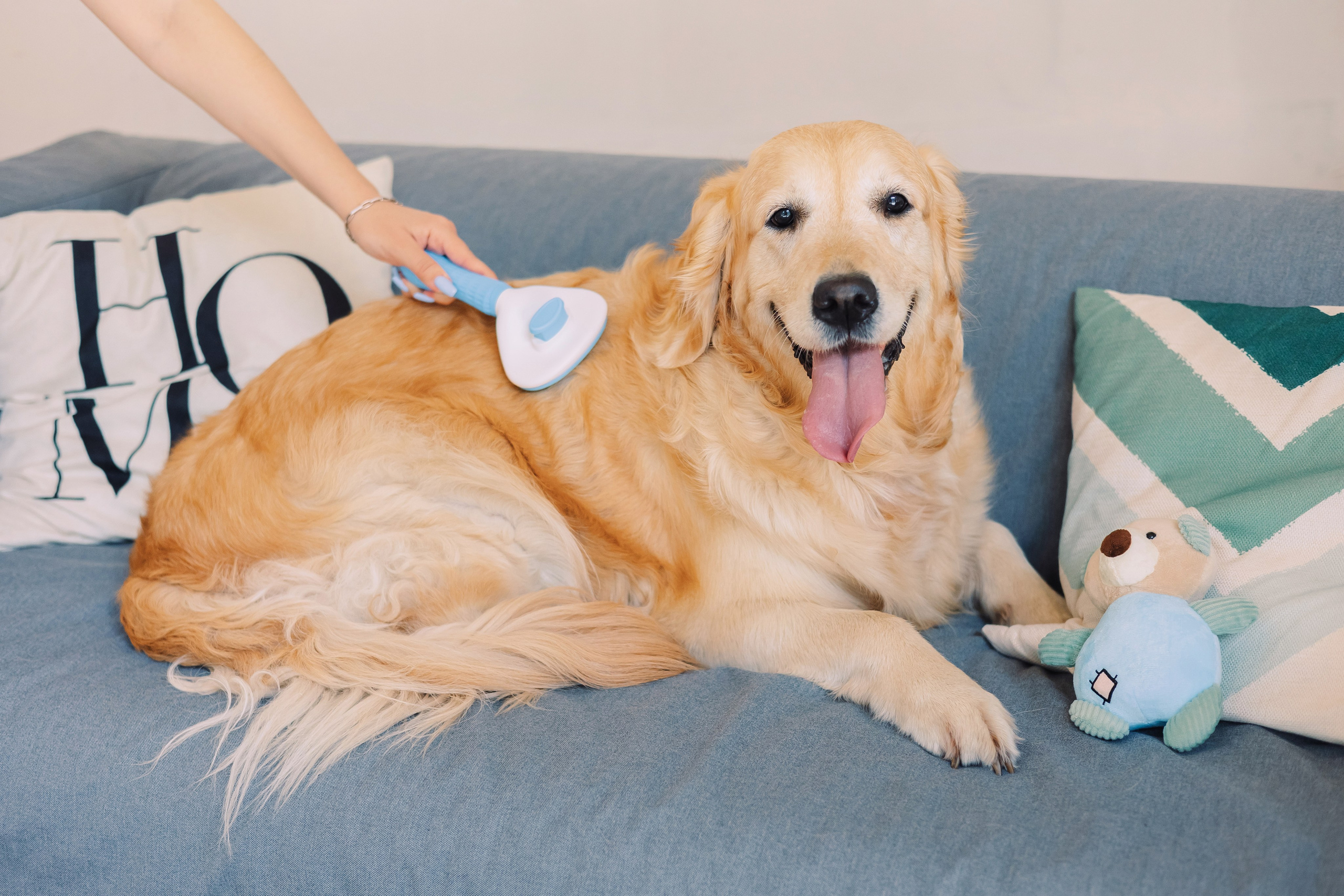 Магазин Friend of mine. Фотограф-анималист Елена Радченко, Москва