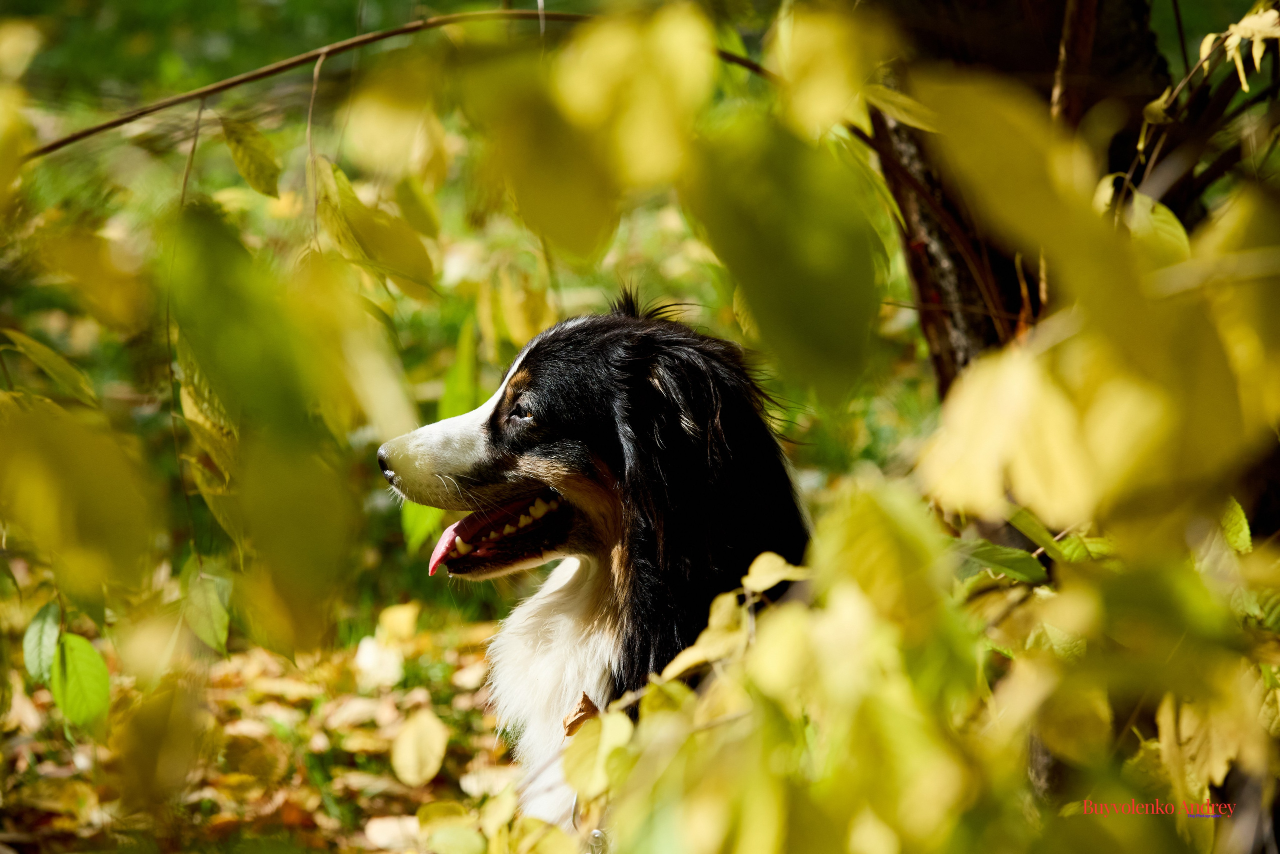 Басенджи и Аусси 21.09.2025. Buyvolenko Andrey