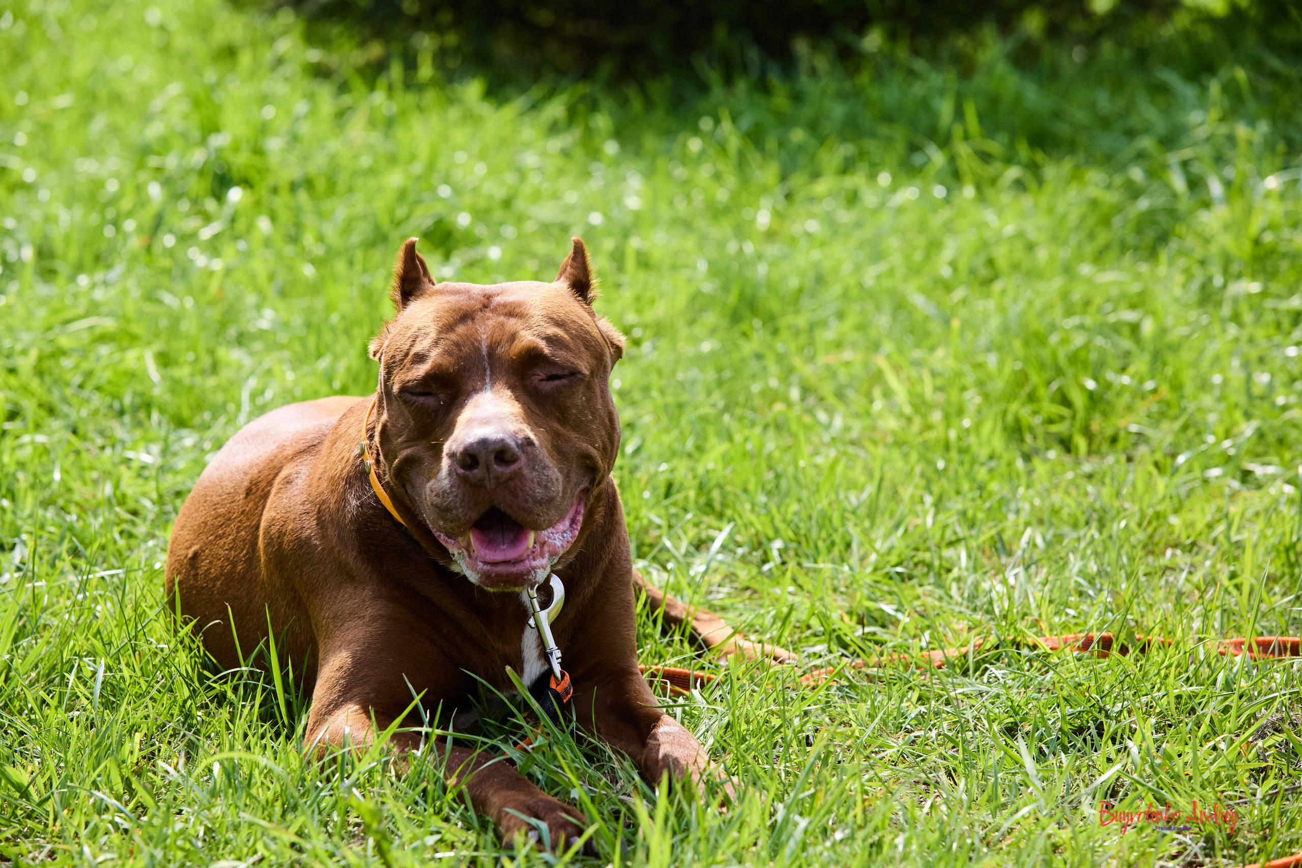 Проект фотопрогулка с хвостиком. Buyvolenko Andrey