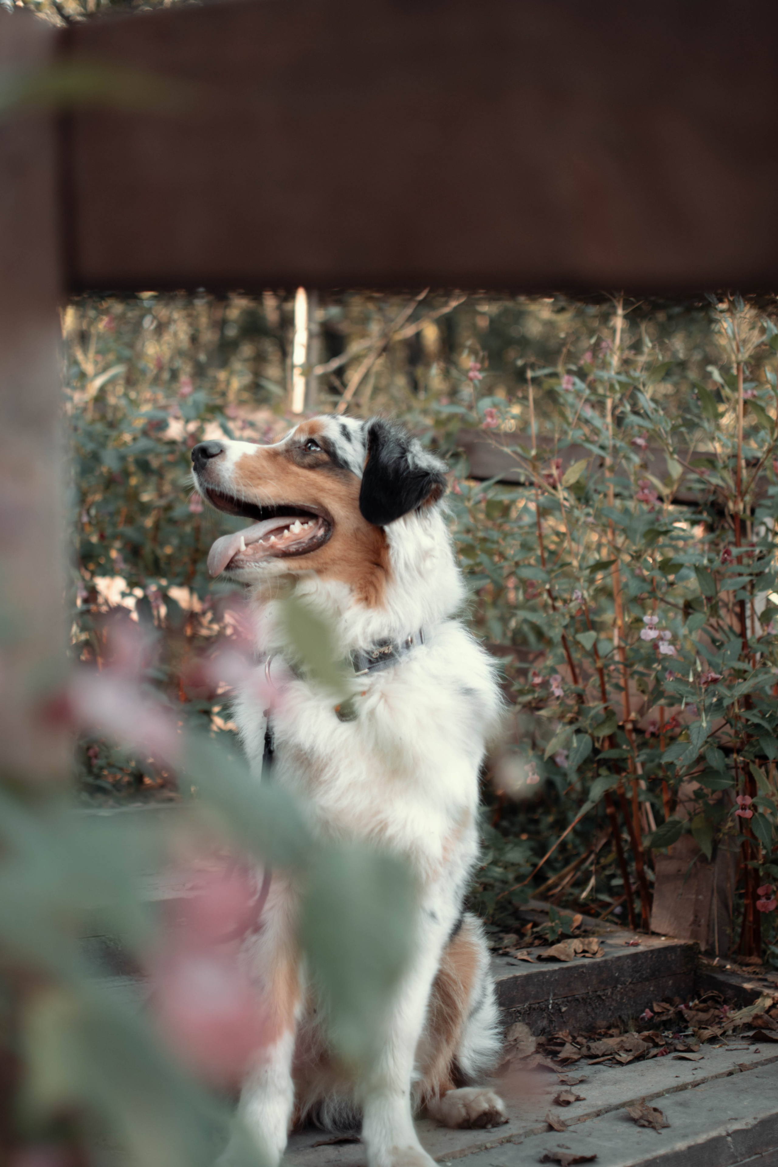 Фотография животных. Sevenksfm ph