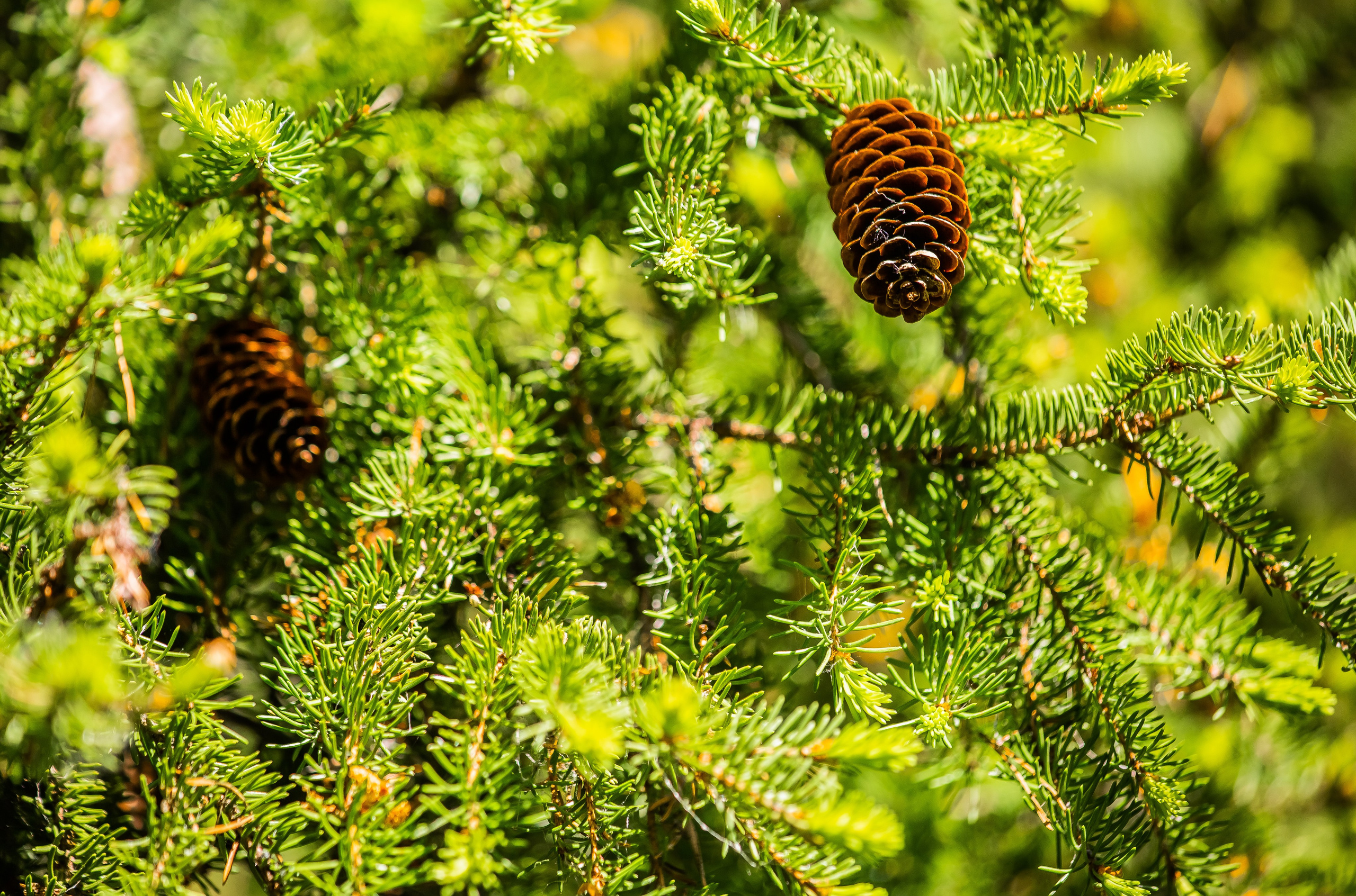 Макро. Авторские туры с профессиональным фотографом
