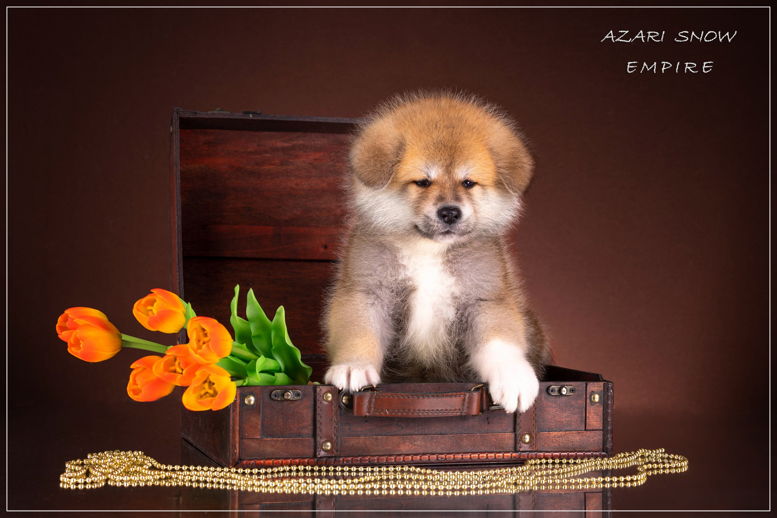 Галерея щенков. Фотограф-анималист в Омске Екатерина Маричева