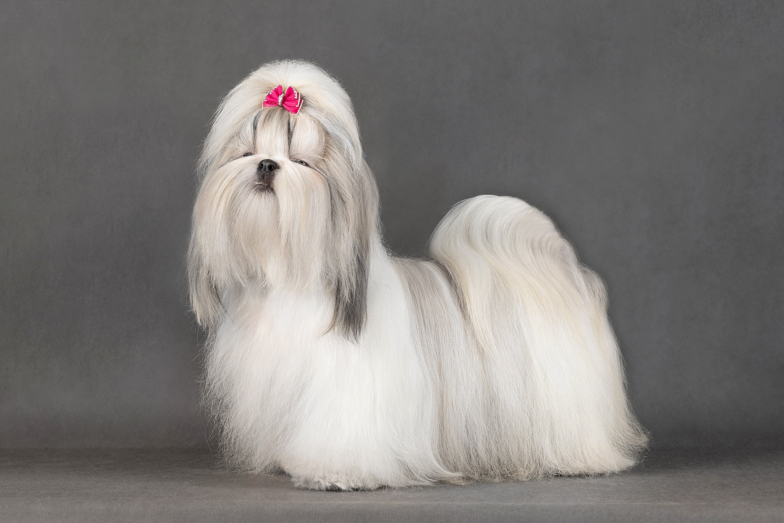 Фоны чёрный, белый, серый. Фотограф-анималист в Омске Екатерина Маричева