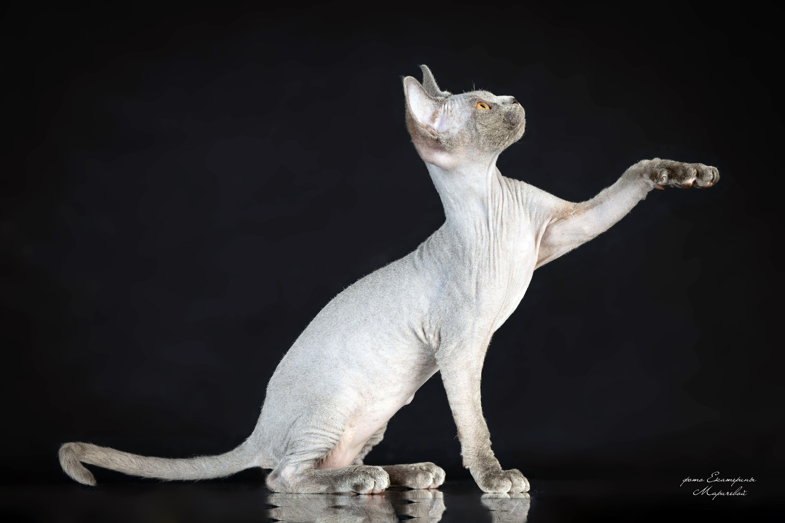 Фоны чёрный, белый, серый. Фотограф-анималист в Омске Екатерина Маричева