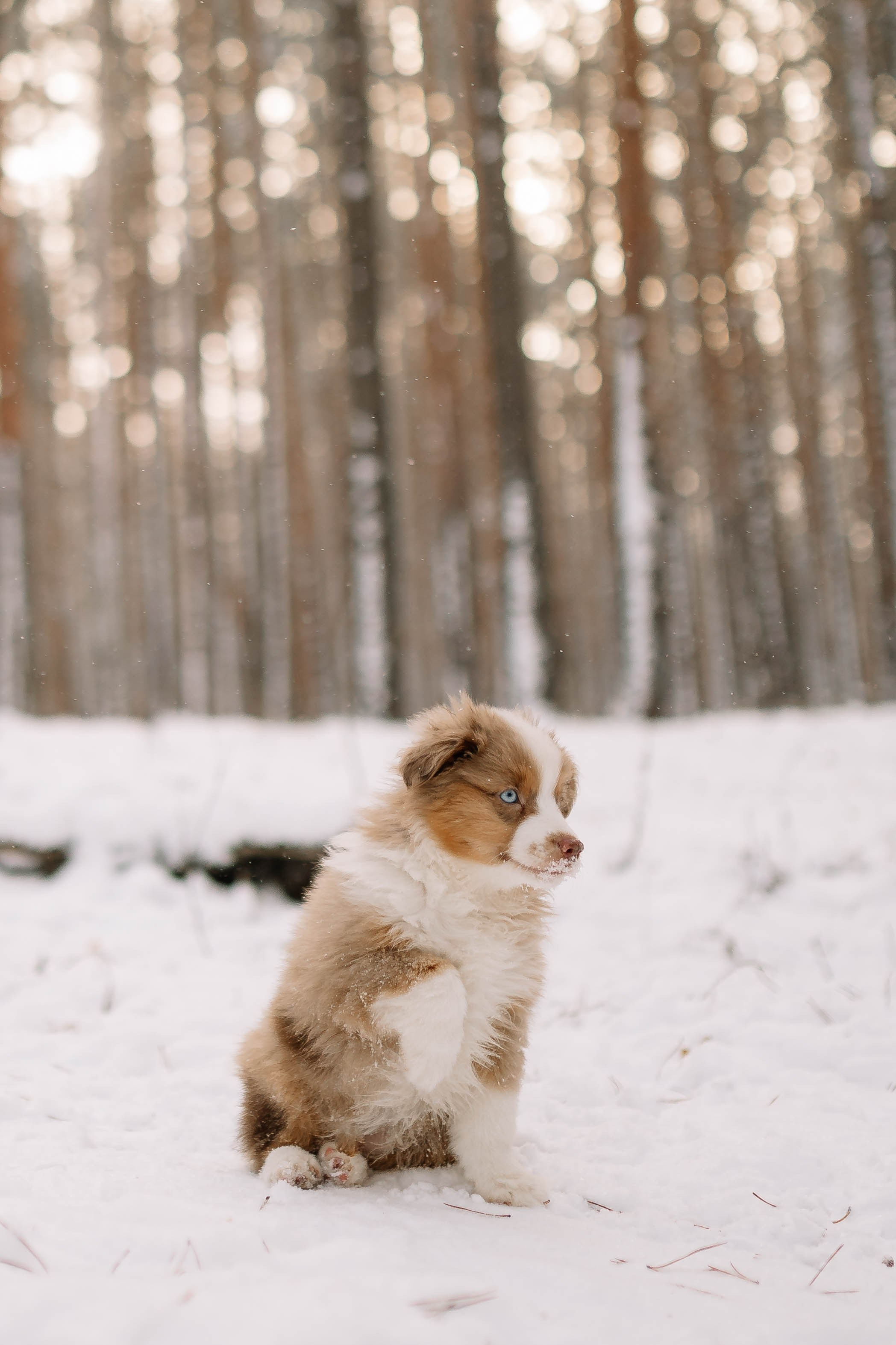 Щенки Миниатюрной американской овчарки. Прогулка в лесу. Фотограф Александра Кузнецова