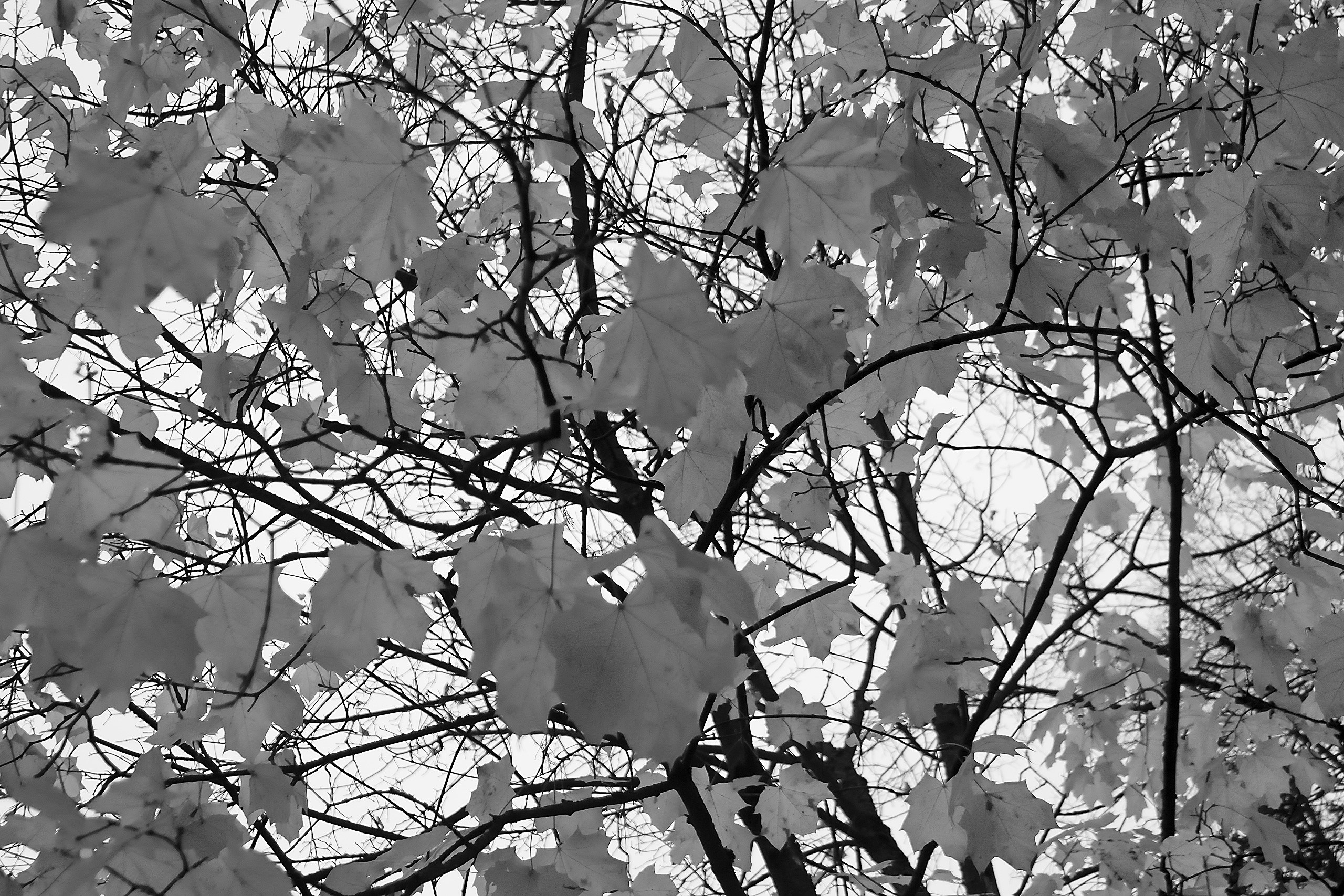 Свет и Цвет. Аmat Victoria Сuram