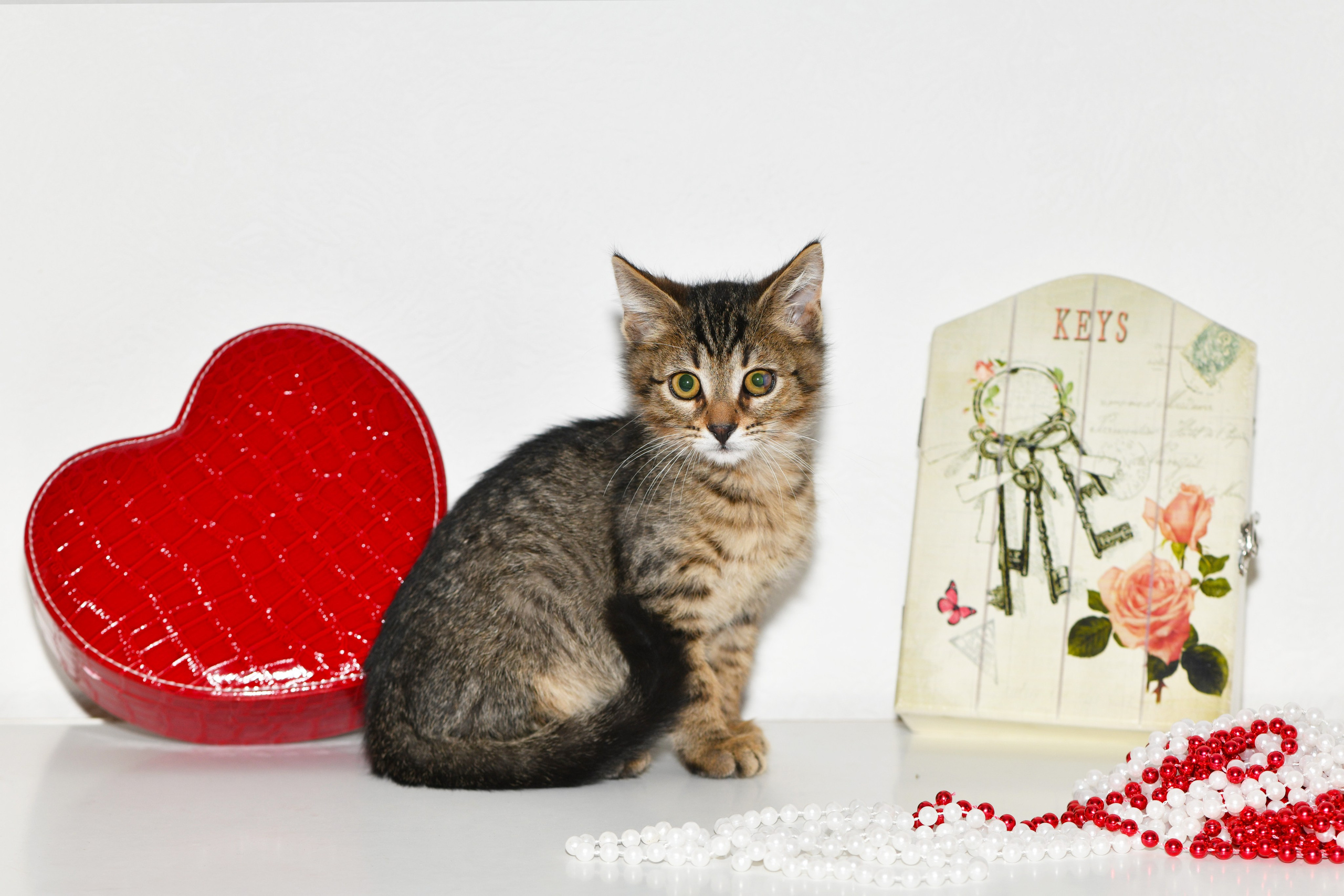 Съёмка животных для продажи. Свадебный и портретный фотограф в Москве Галина Борисова