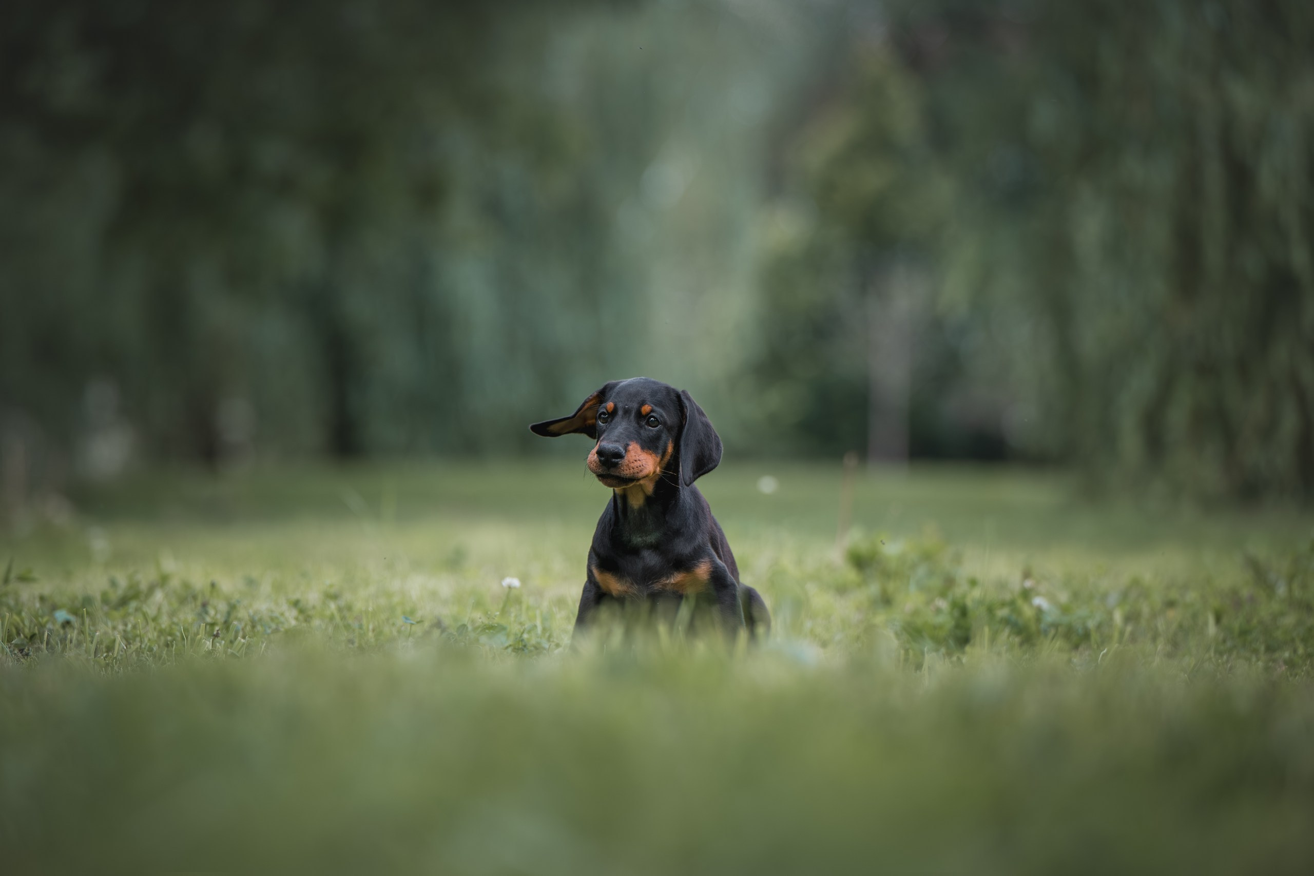 Щенки Доберманов. Фотограф Анималист в Москве Анастасия Жучкова