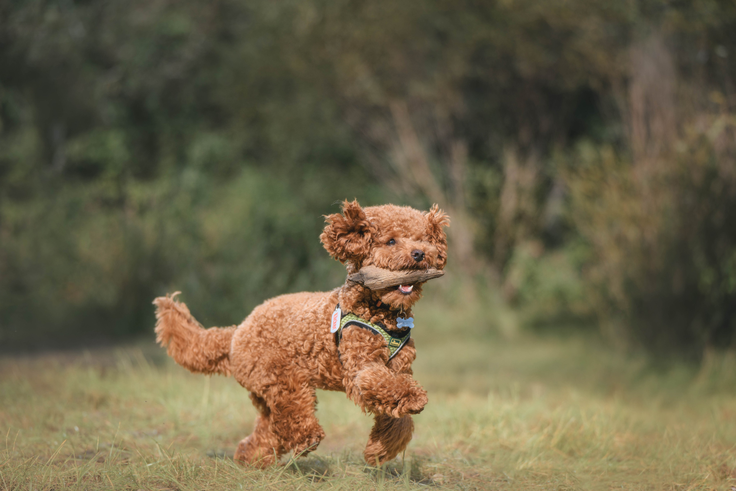 Пудель. Фотограф Анималист в Москве Анастасия Жучкова
