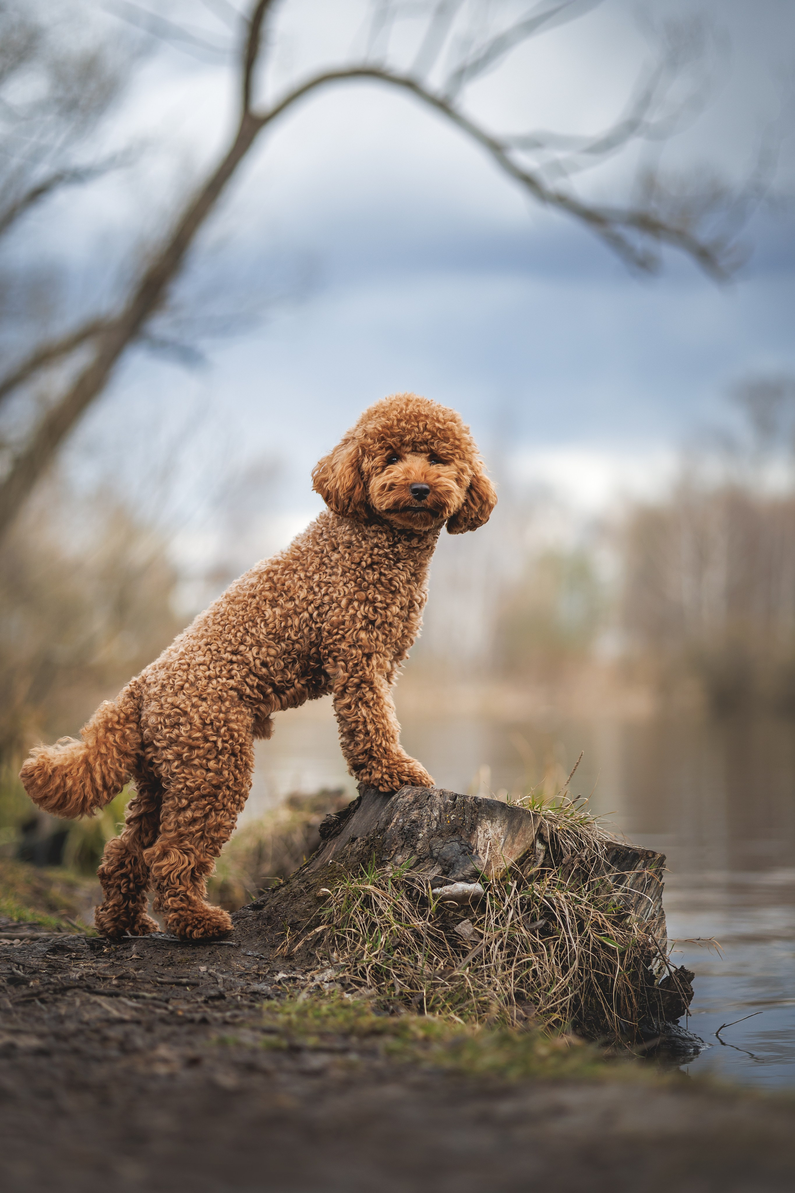 Джек. Фотограф Анималист в Москве Анастасия Жучкова