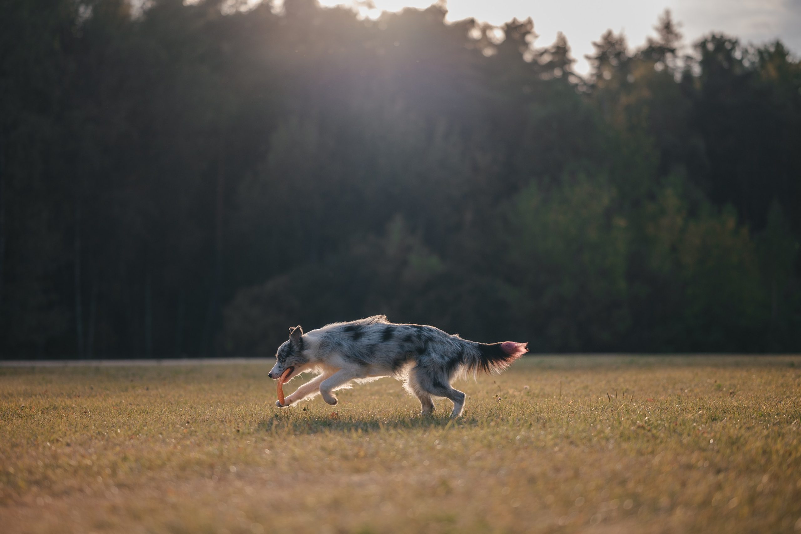 Бордерколли и фрисби. Фотограф Анималист в Москве Анастасия Жучкова