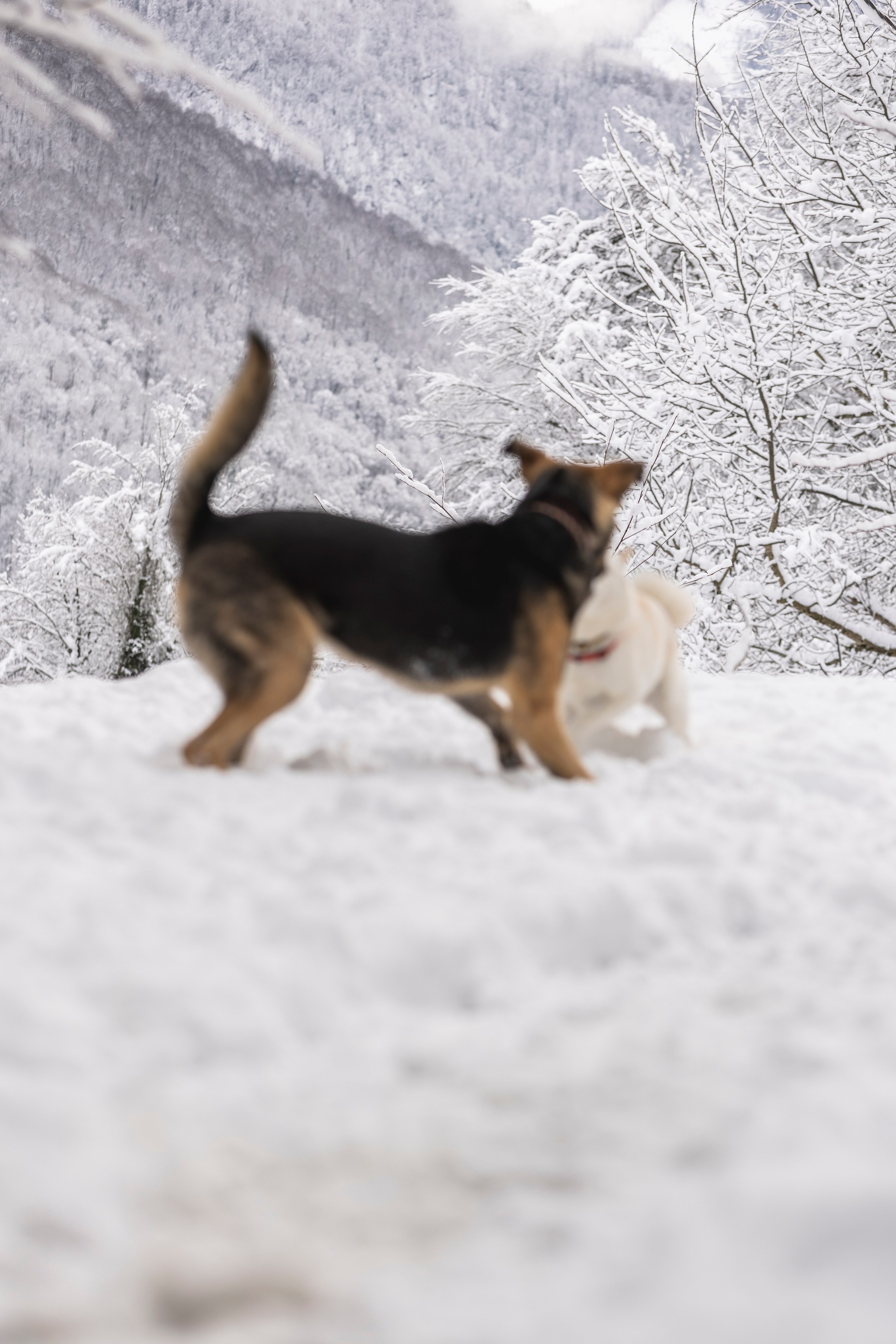 Догтуса Тропа Ефремова. Ирина Голомб|Фотограф-анималист в  Сочи и Калининграде