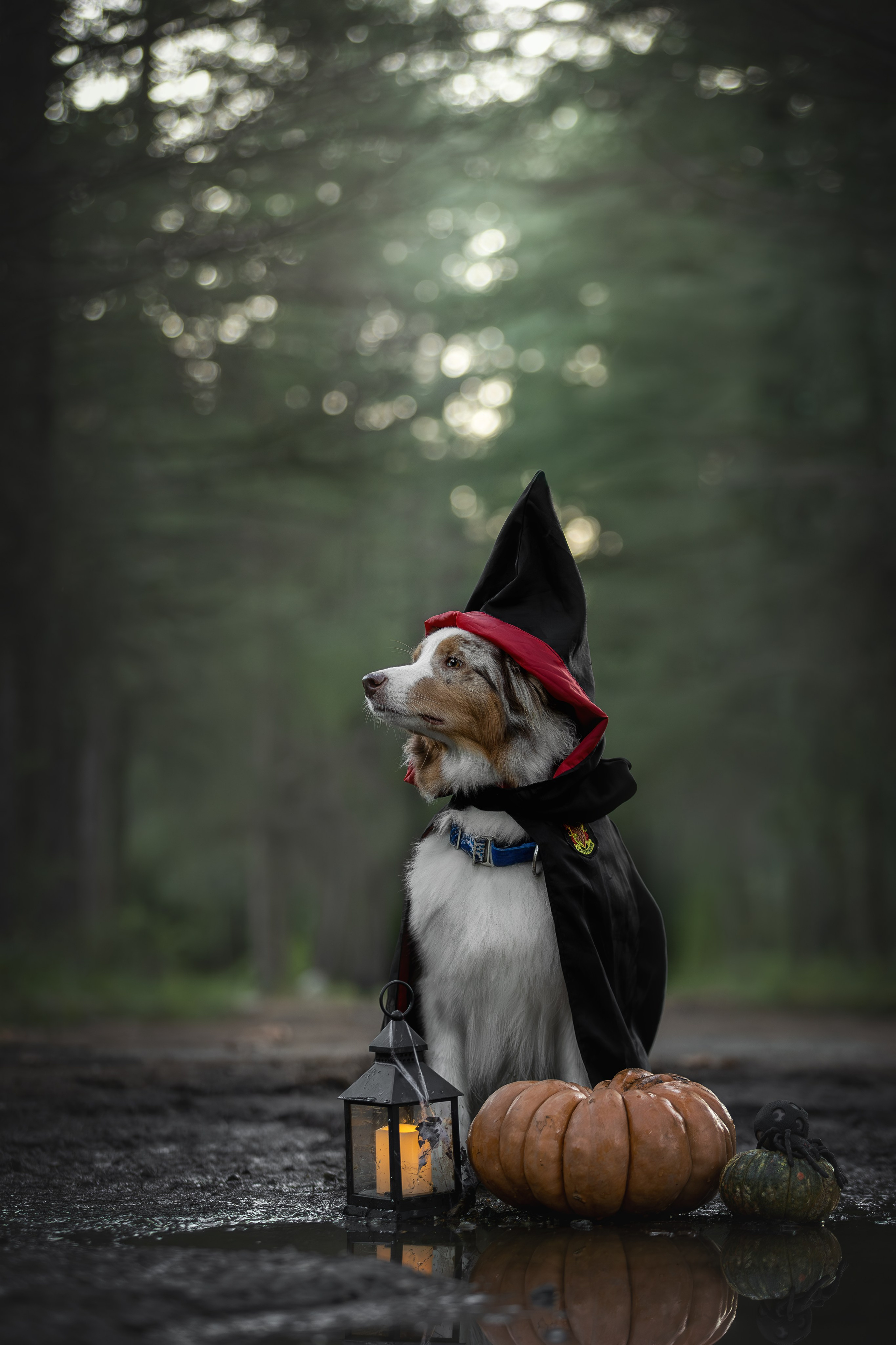 Полли, Австралийская Овчарка. Ирина Голомб|Фотограф-анималист в  Сочи и Калининграде